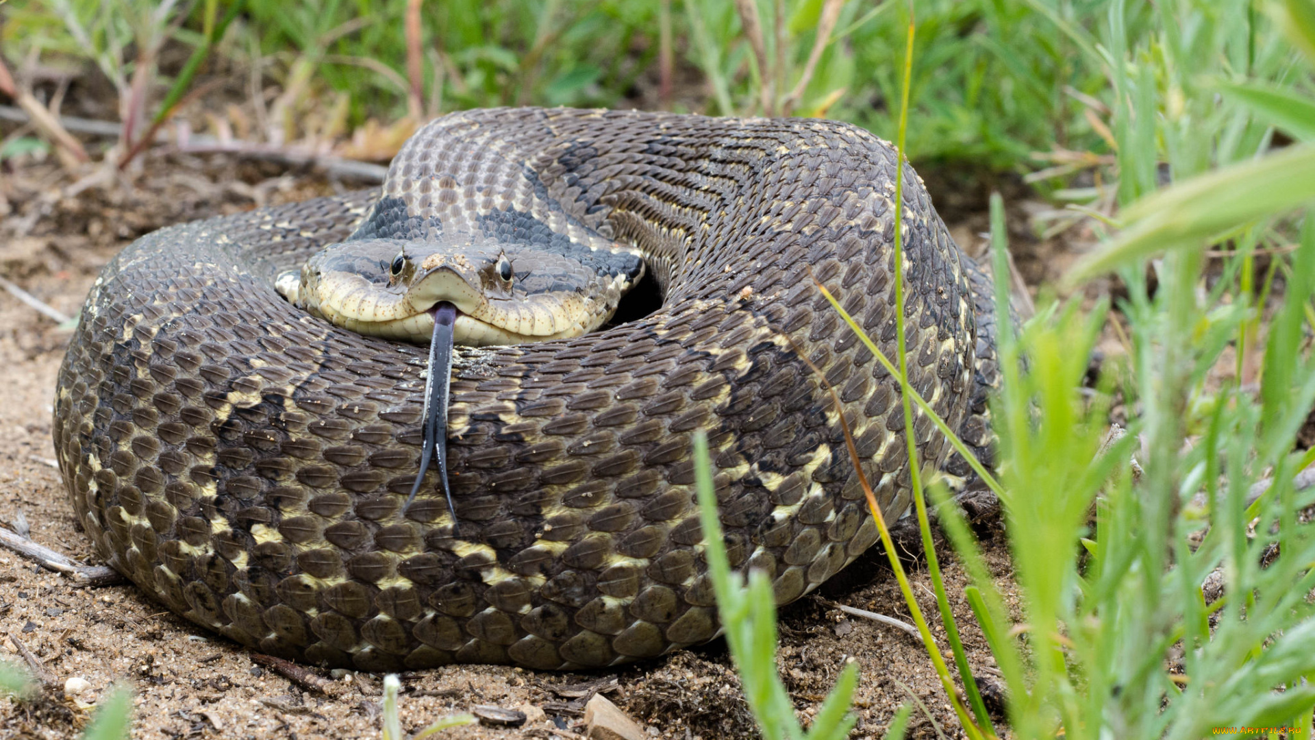 животные, змеи, , питоны, , кобры, змея, трава