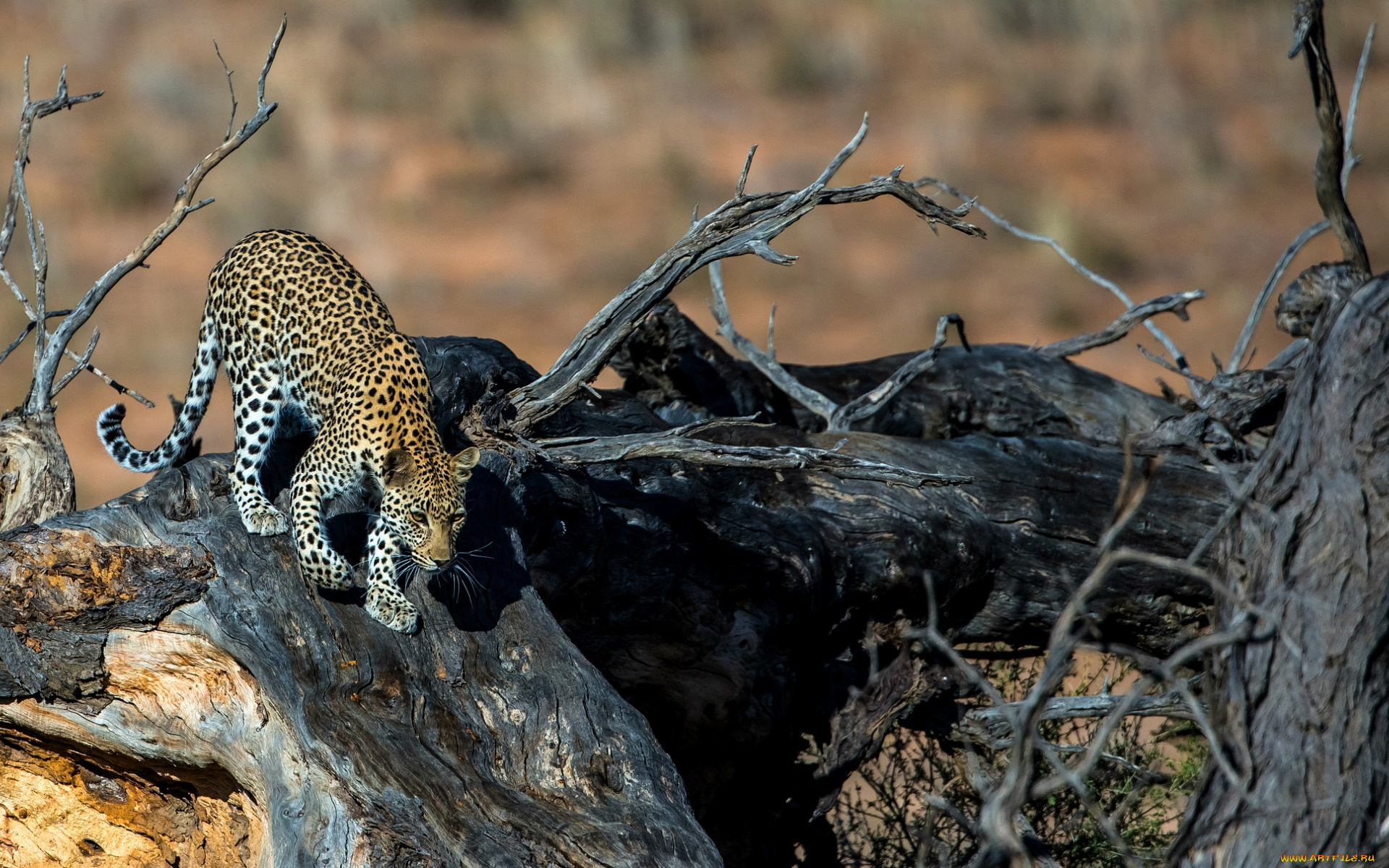 животные, леопарды, леопард, хищник, дерево, пятна
