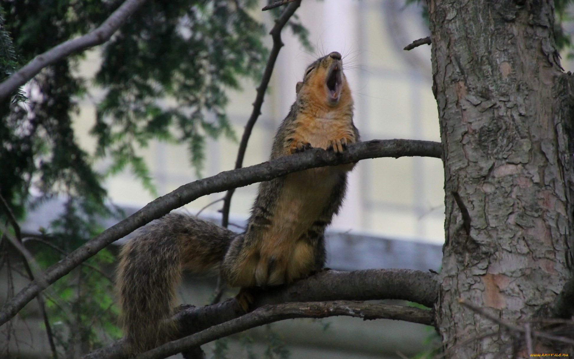 животные, белки, ветки, дерево, орущая, белка, серенада, ария
