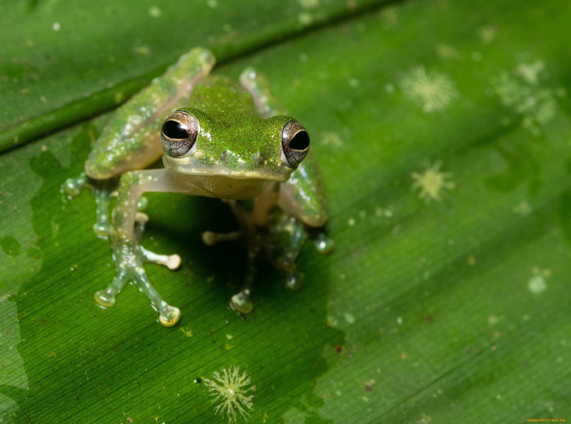 животные, лягушки, макро, лягушка, лист