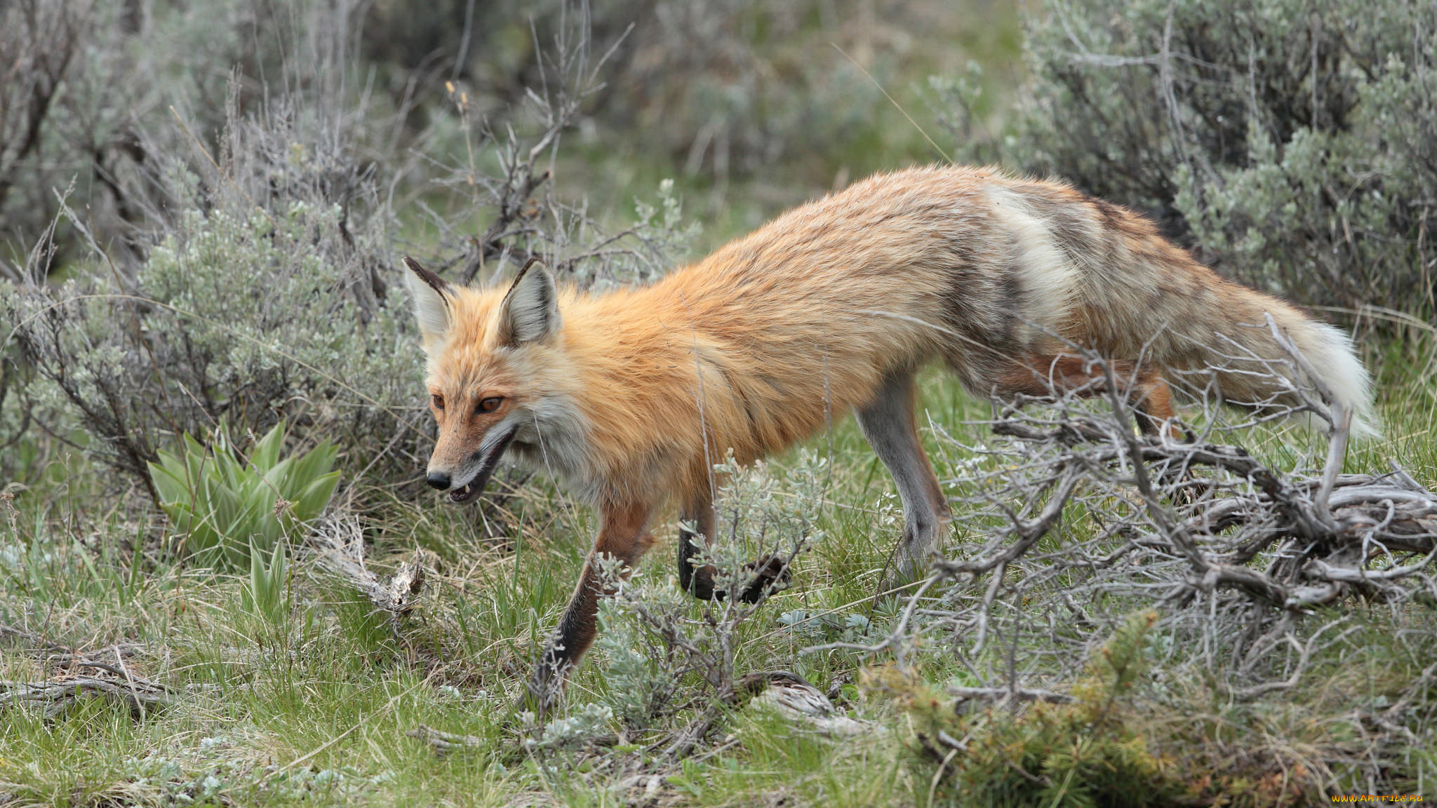 животные, лисы, лисичка