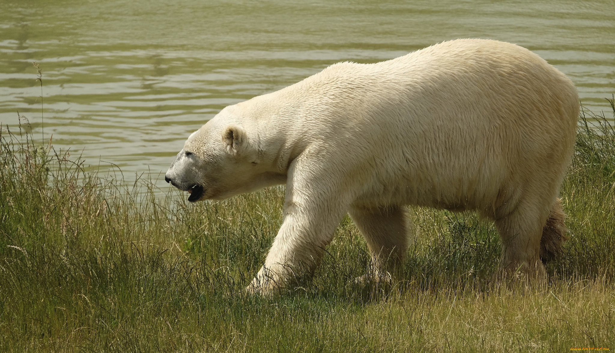 животные, медведи, косолапый