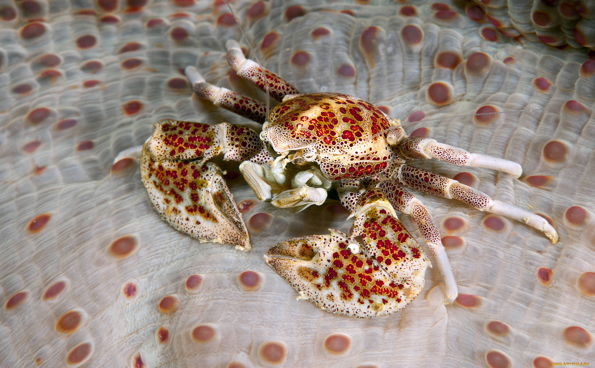животные, крабы, , раки, краб