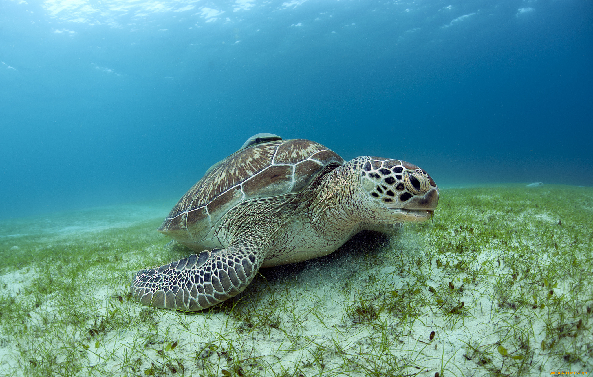 животные, Черепахи, черепаха, океан