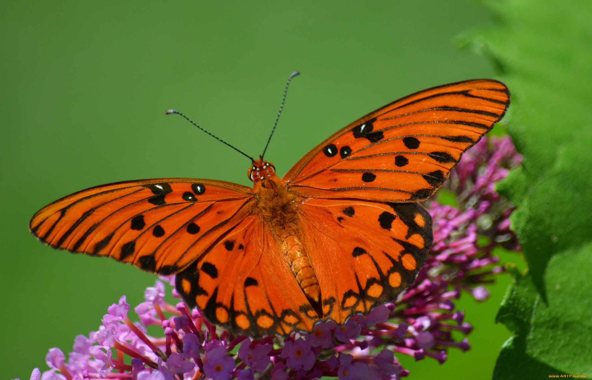 животные, бабочки, , мотыльки, , моли, бабочка