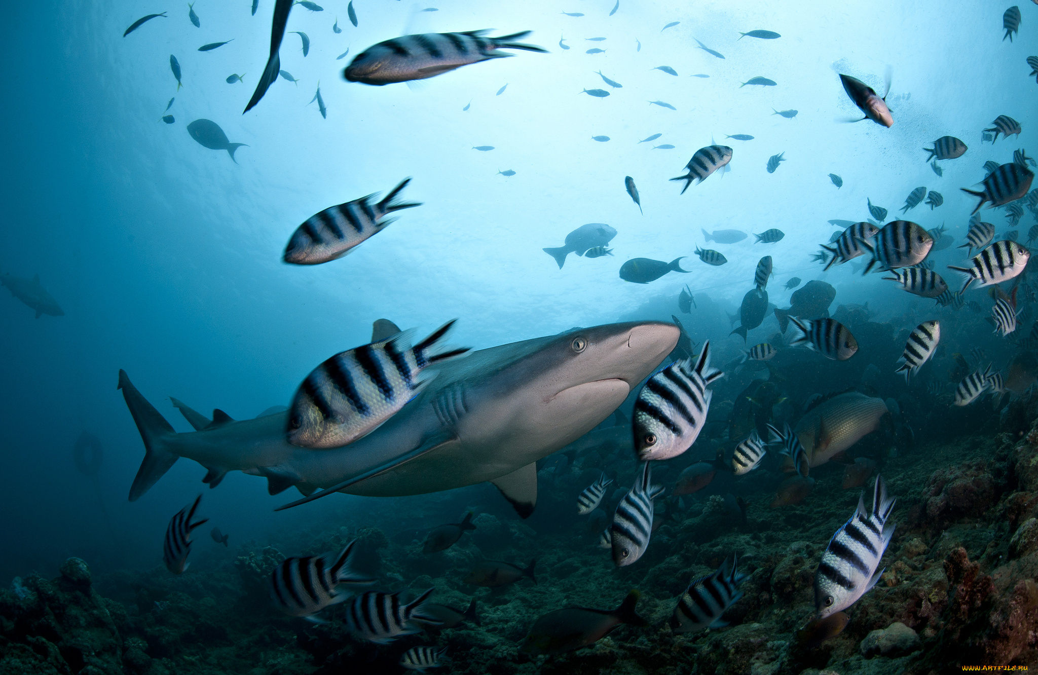 животные, разные, вместе, акула, океан