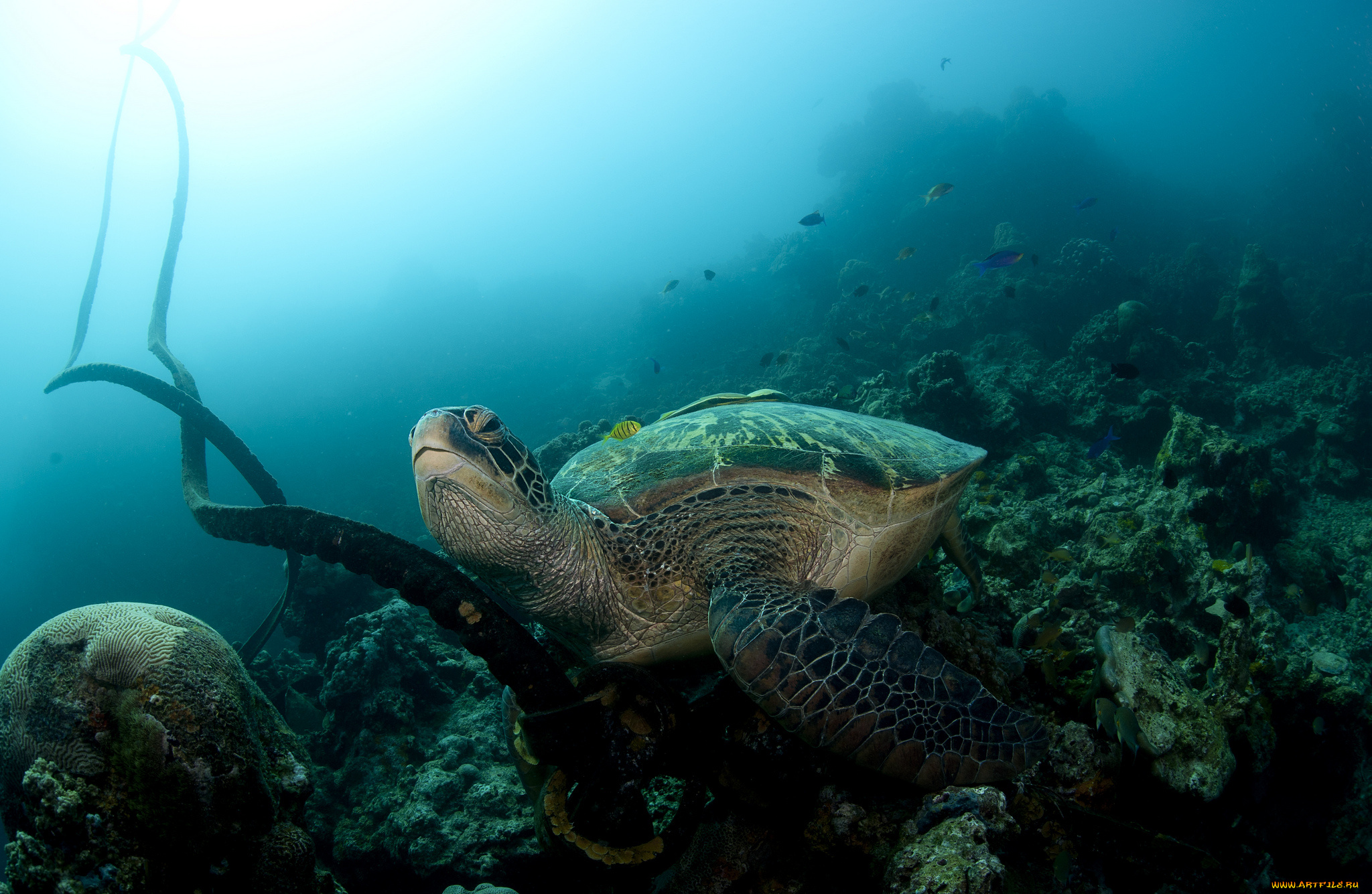 животные, Черепахи, черепаха, океан