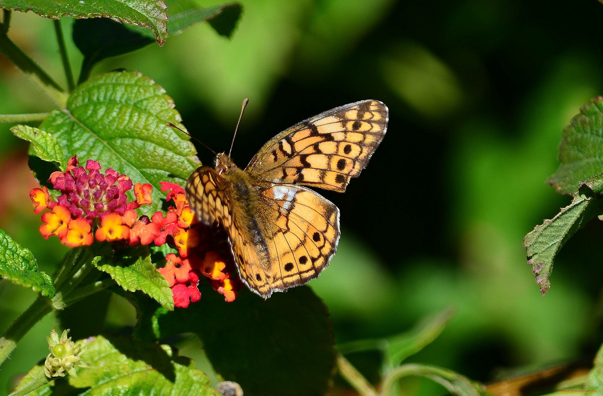 животные, бабочки, , мотыльки, , моли, бабочка