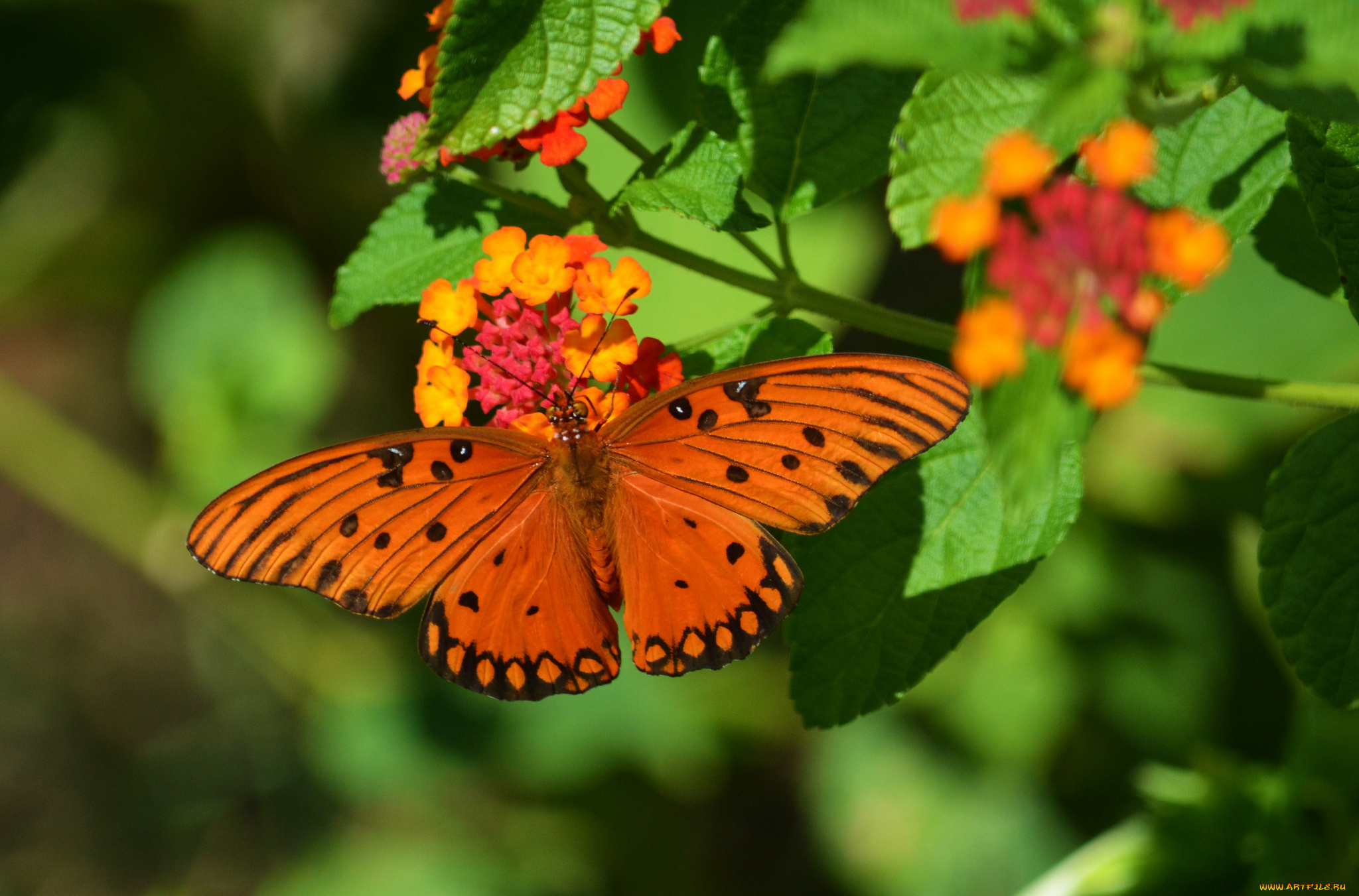 животные, бабочки, , мотыльки, , моли, бабочка