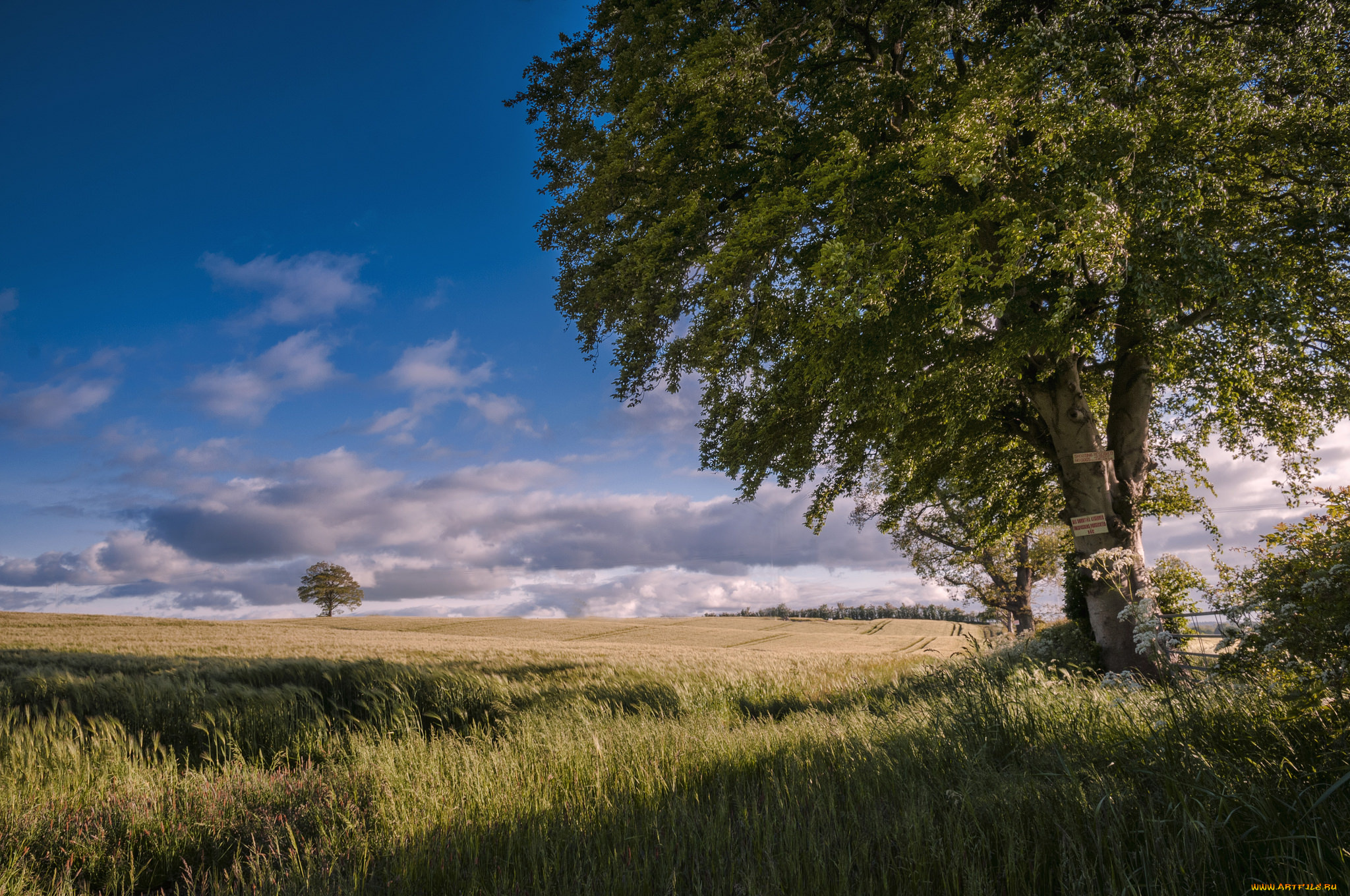 природа, поля, трава, дерево, поле