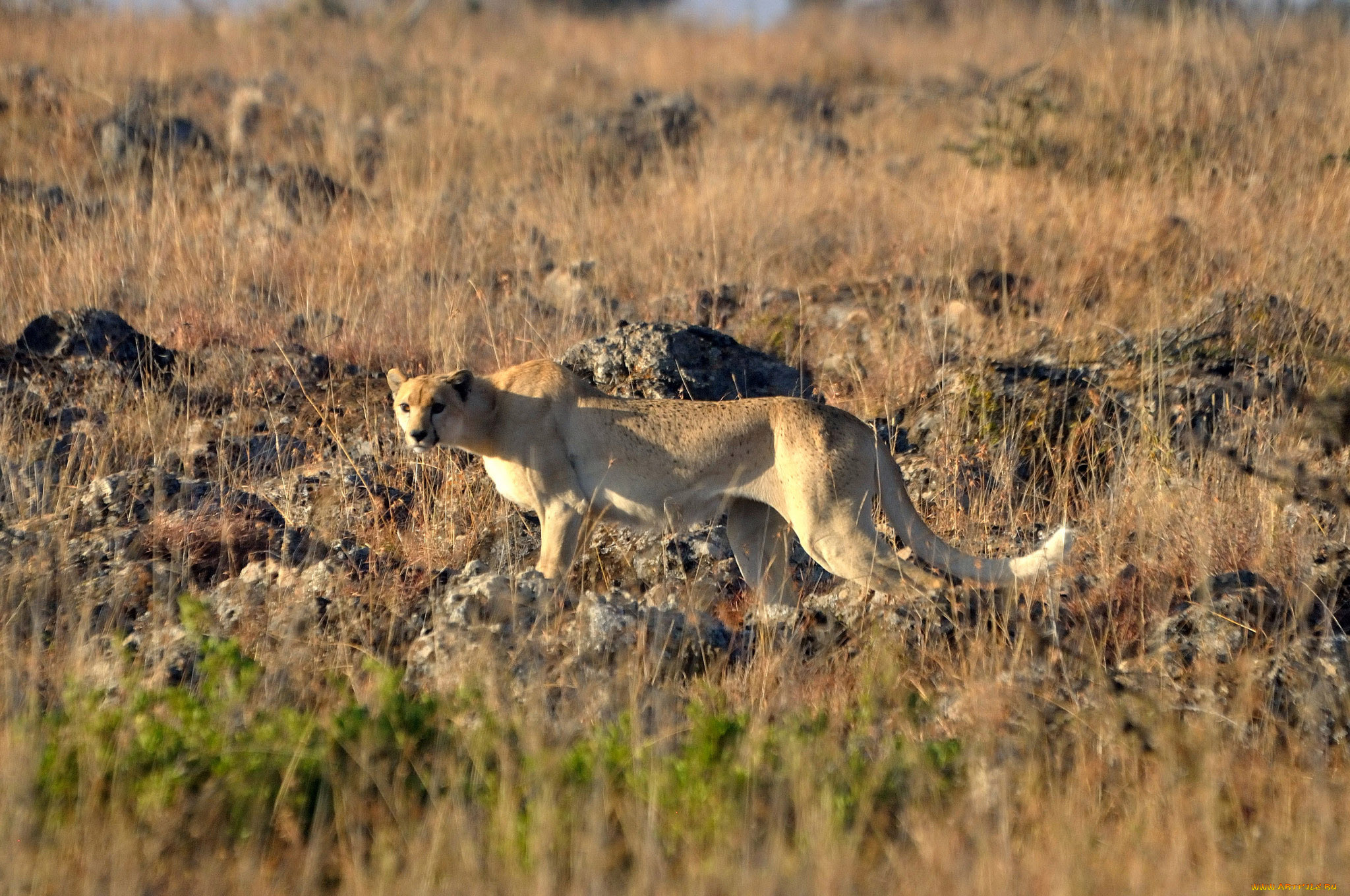 животные, гепарды, саванна, белый, гепард, трава, камни