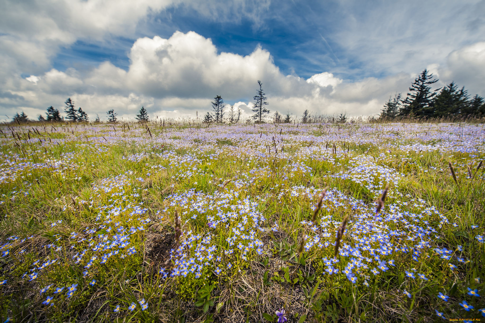 природа, луга, трава, поле, цветы