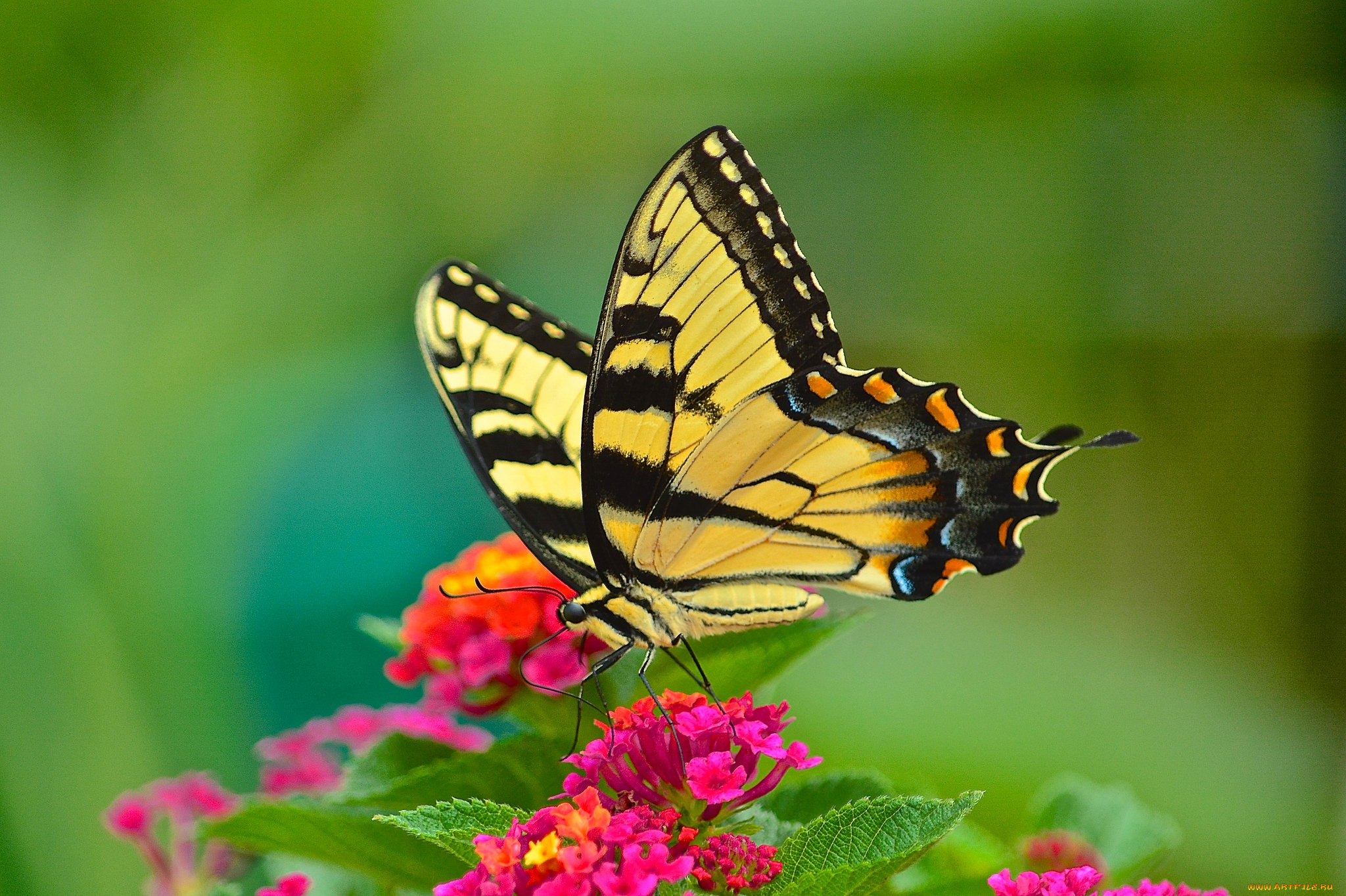 животные, бабочки, , мотыльки, , моли, бабочка