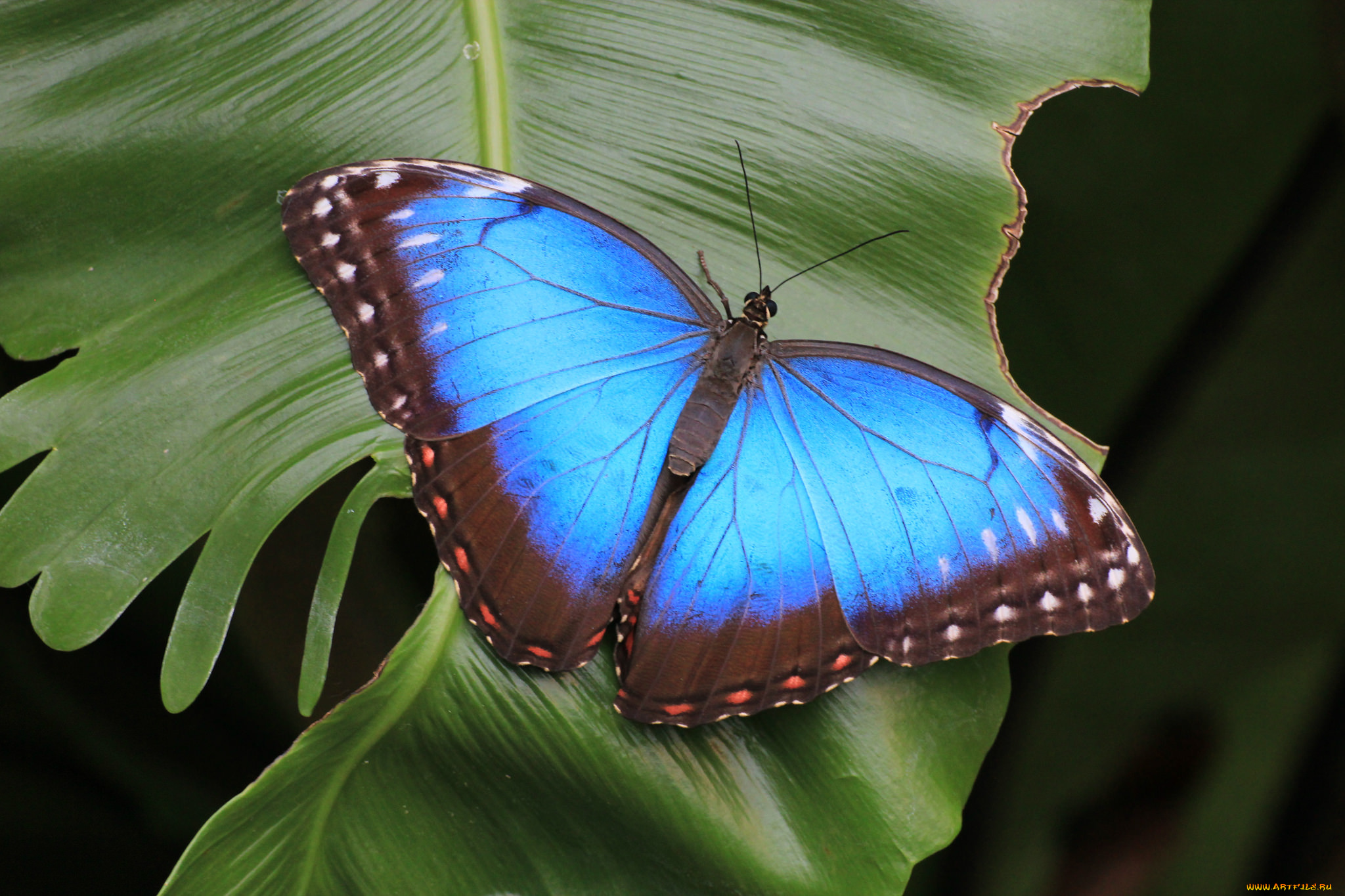 животные, бабочки, , мотыльки, , моли, бабочка