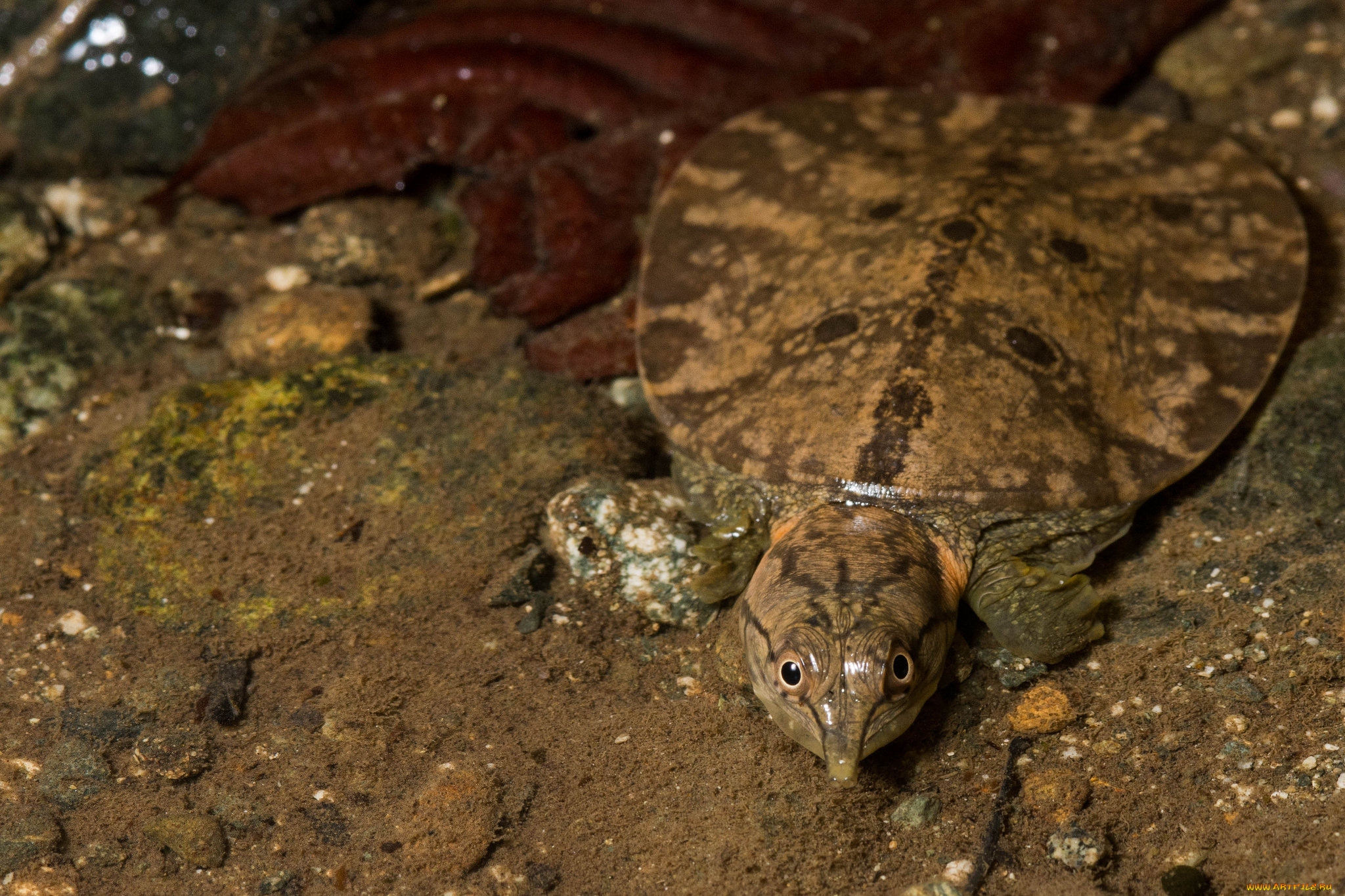 животные, Черепахи, вода, лужа, черепаха