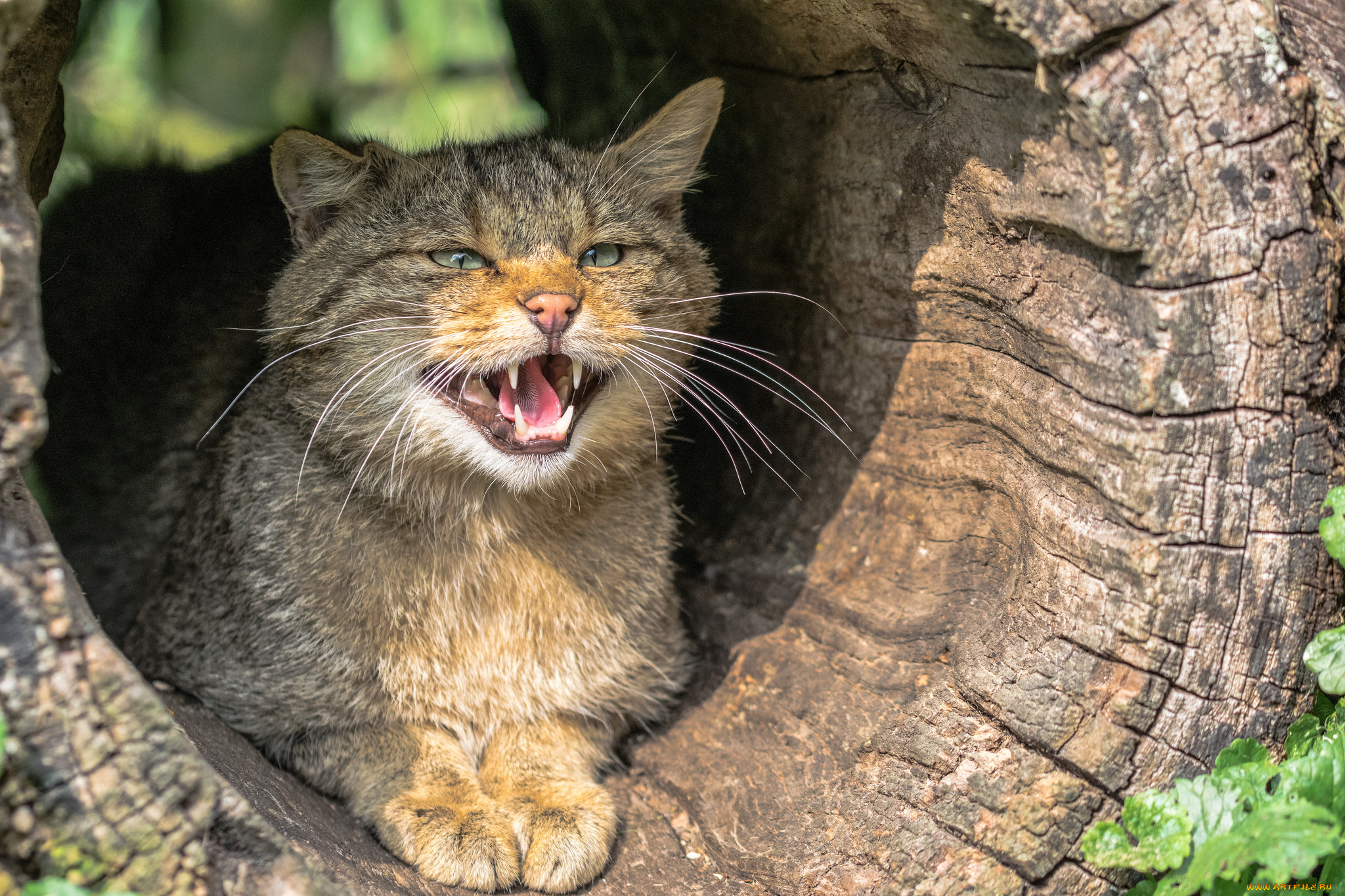 животные, коты, котята