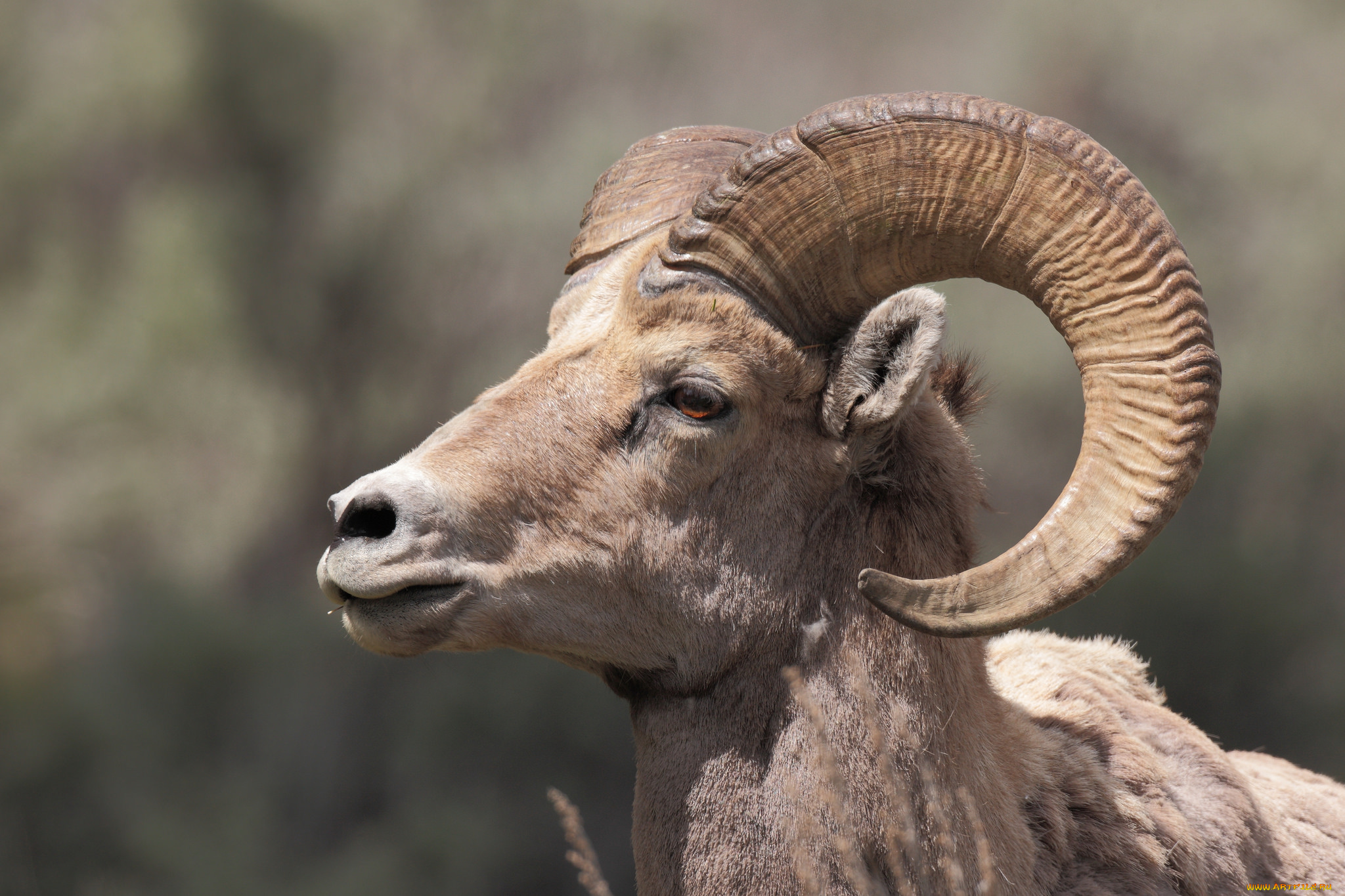 животные, козы, козерог