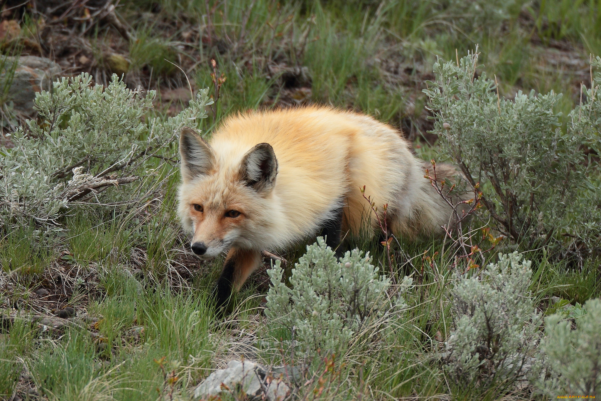животные, лисы, лисичка