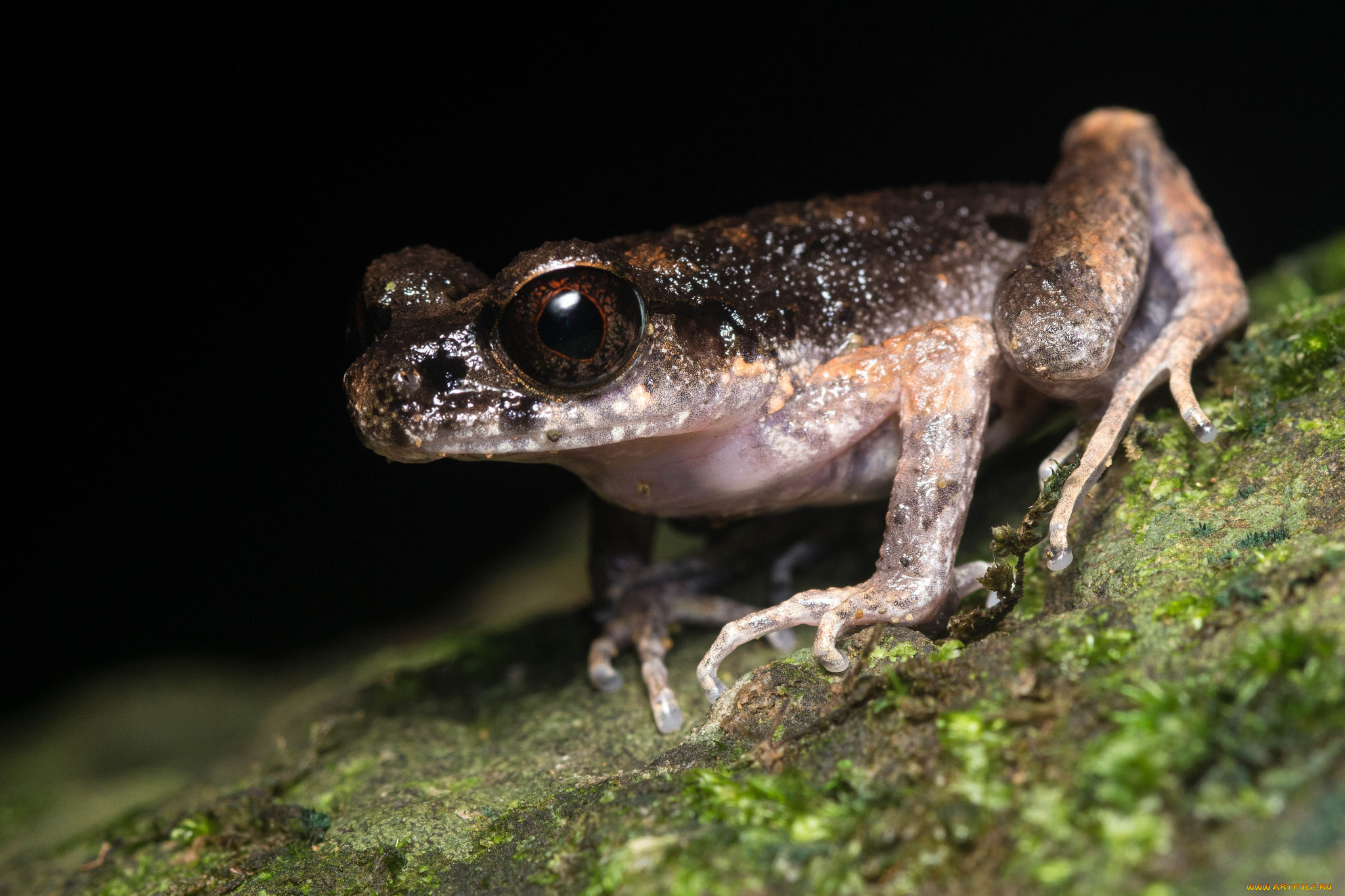 животные, лягушки, лягушка, лист, макро