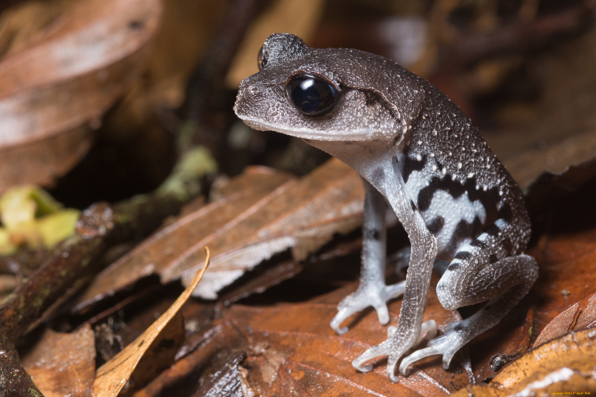 животные, лягушки, лягушка, осень, листья, макро