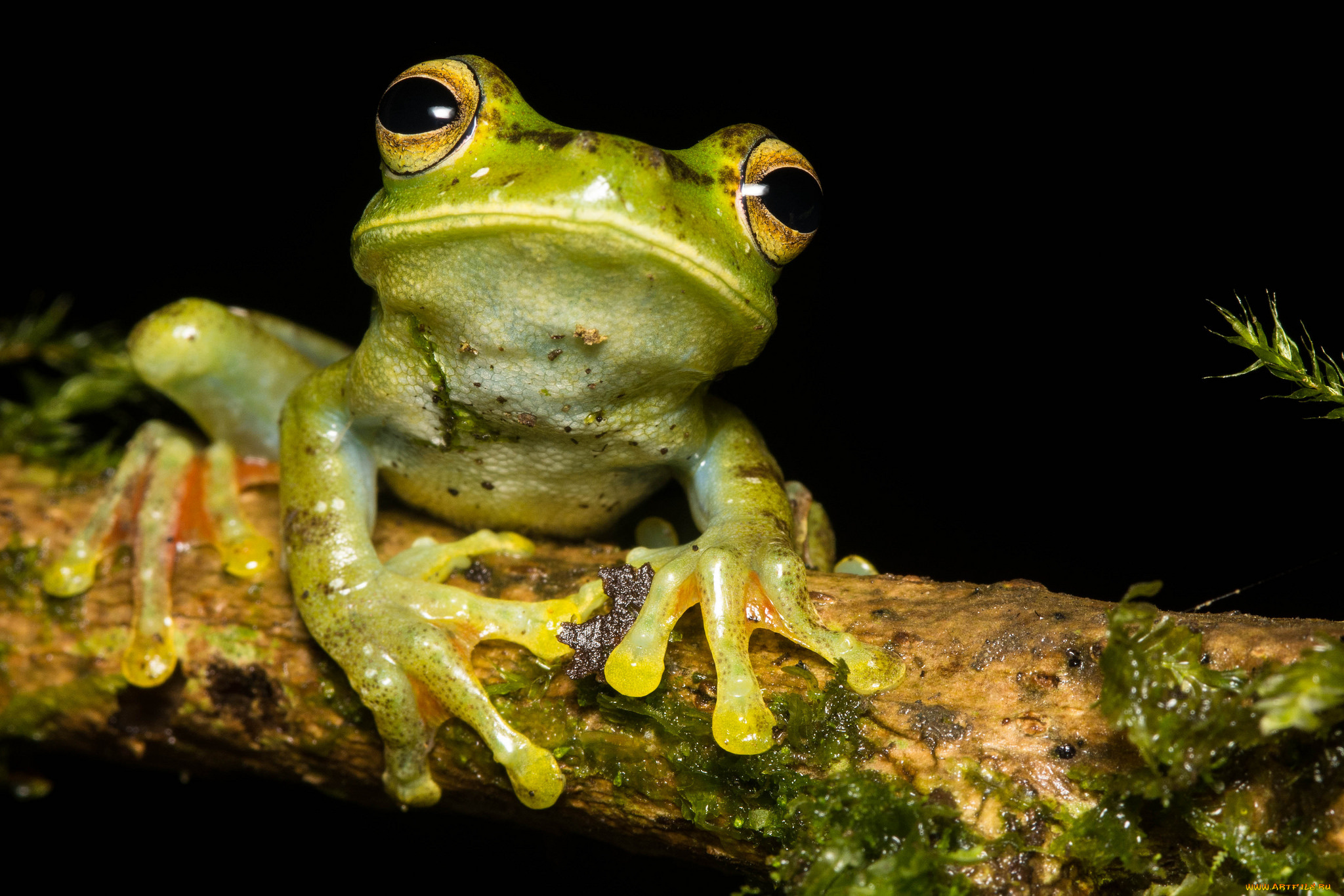 животные, лягушки, лягушка, сырость, макро