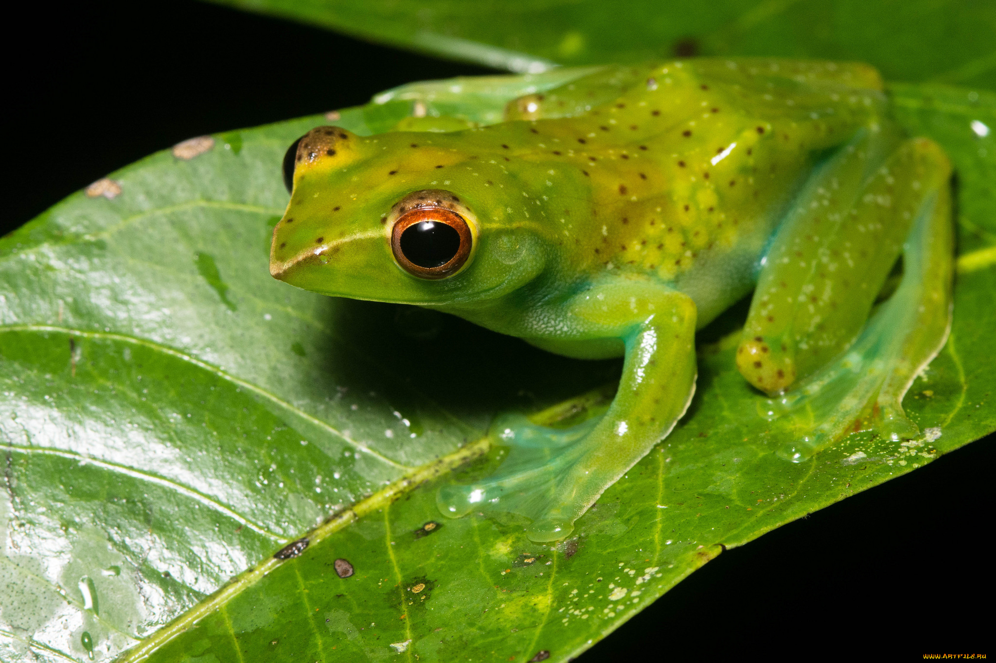 животные, лягушки, макро, лист, лягушка