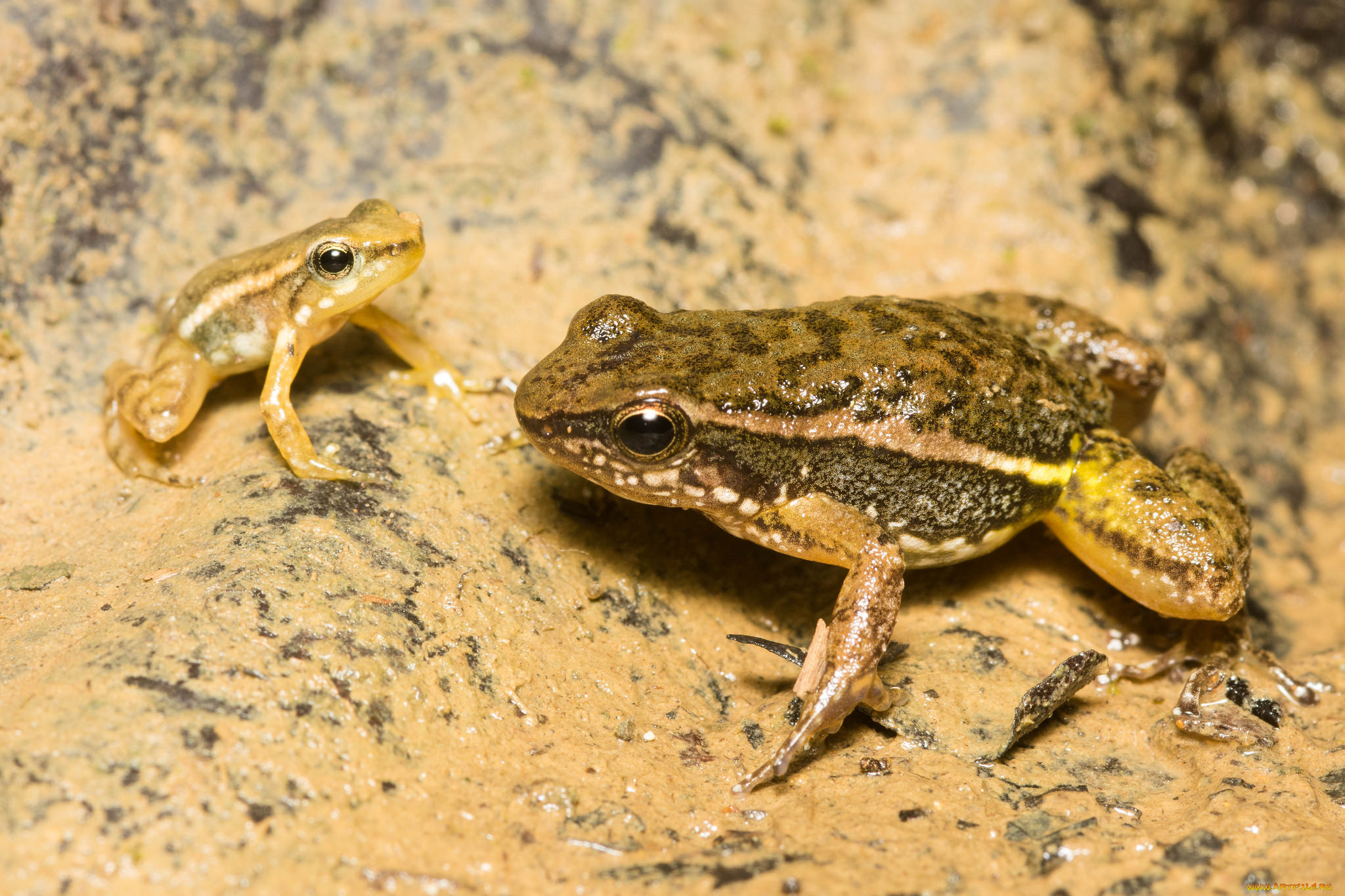 животные, лягушки, сырость, земля, макро