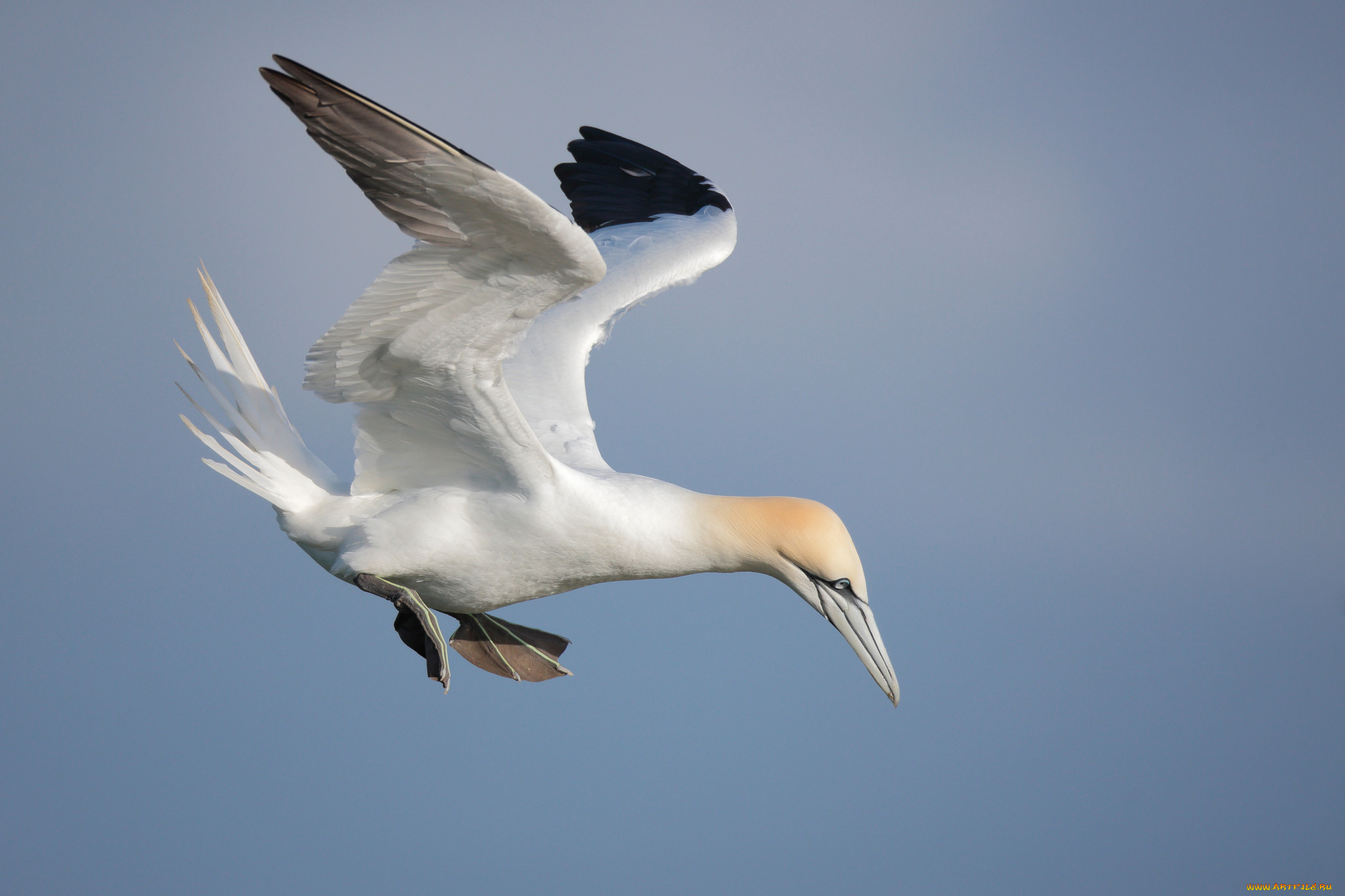 животные, олуши, олуш