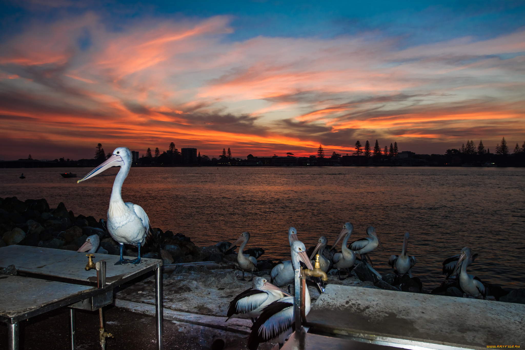 животные, пеликаны, птички, набережная