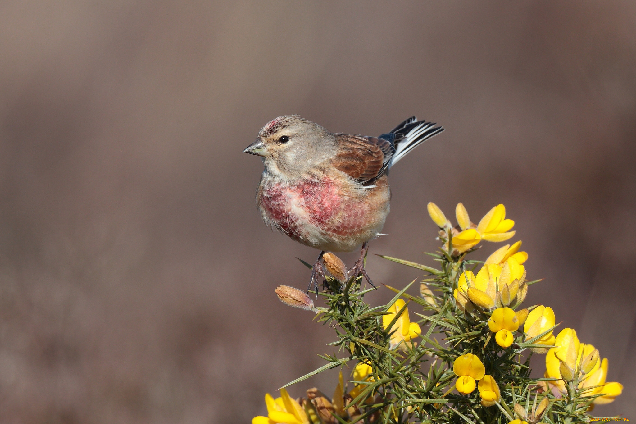 животные, птицы, птичка