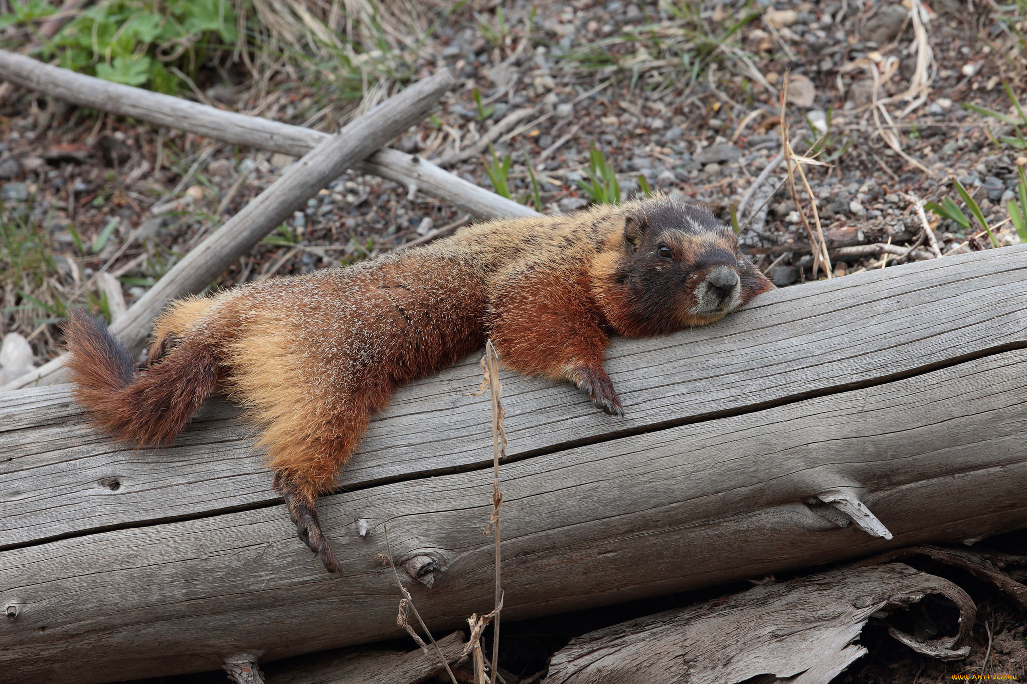 животные, суслики, , сурки, зверек
