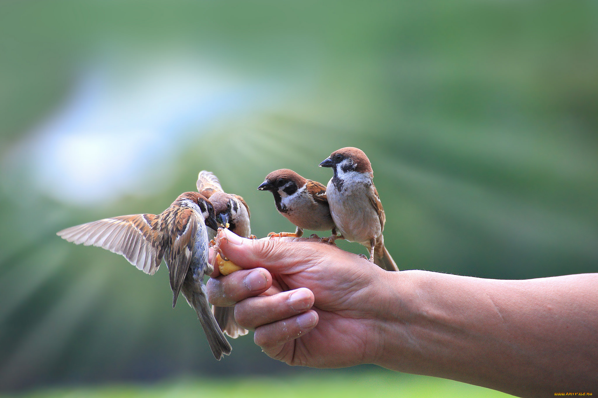 животные, воробьи, птички, рука