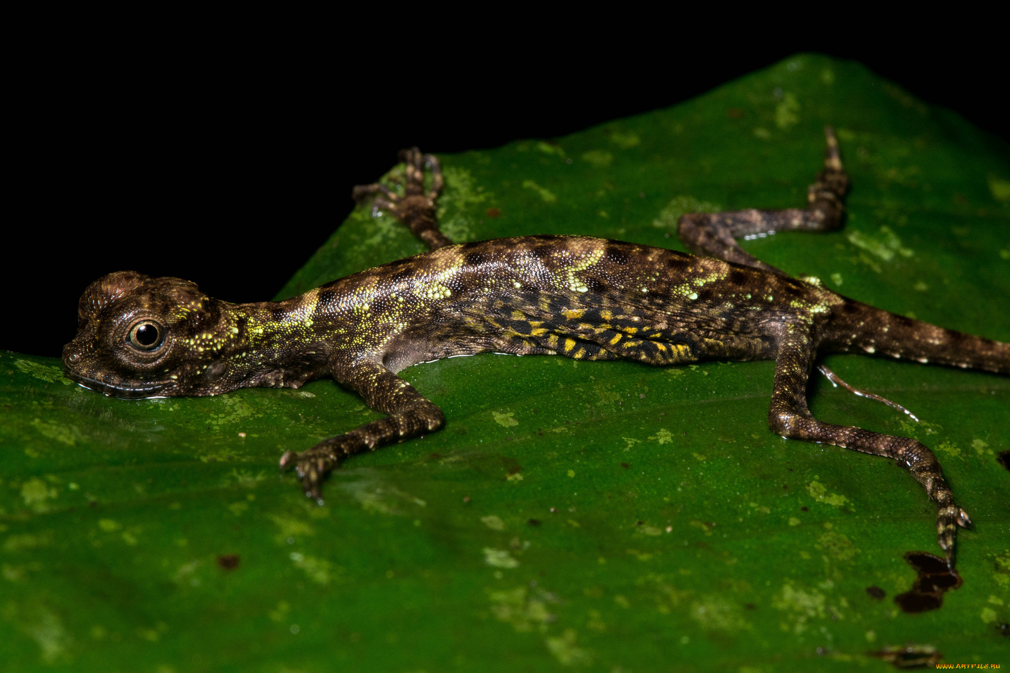 животные, Ящерицы, , игуаны, , вараны, лист, макро, ящерица