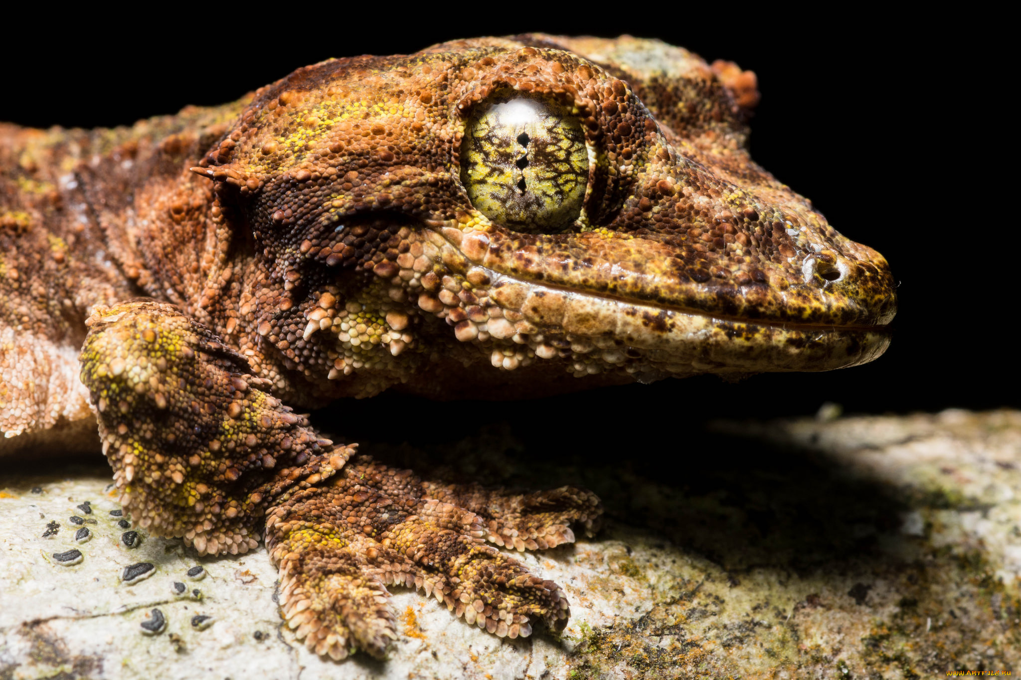 животные, Ящерицы, , игуаны, , вараны, ящерица, глаз, макро, портрет