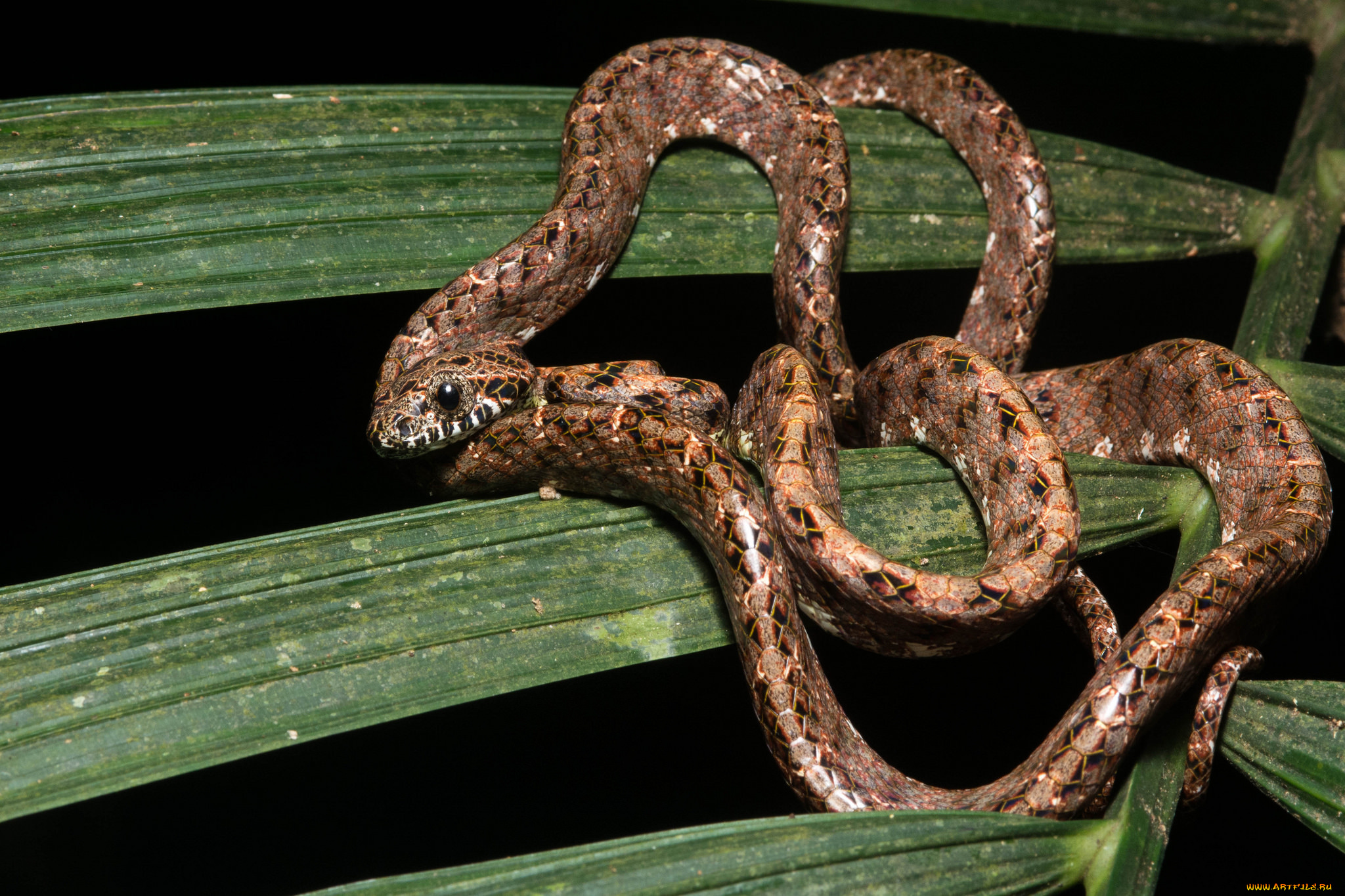 животные, змеи, , питоны, , кобры, змея, макро, лист
