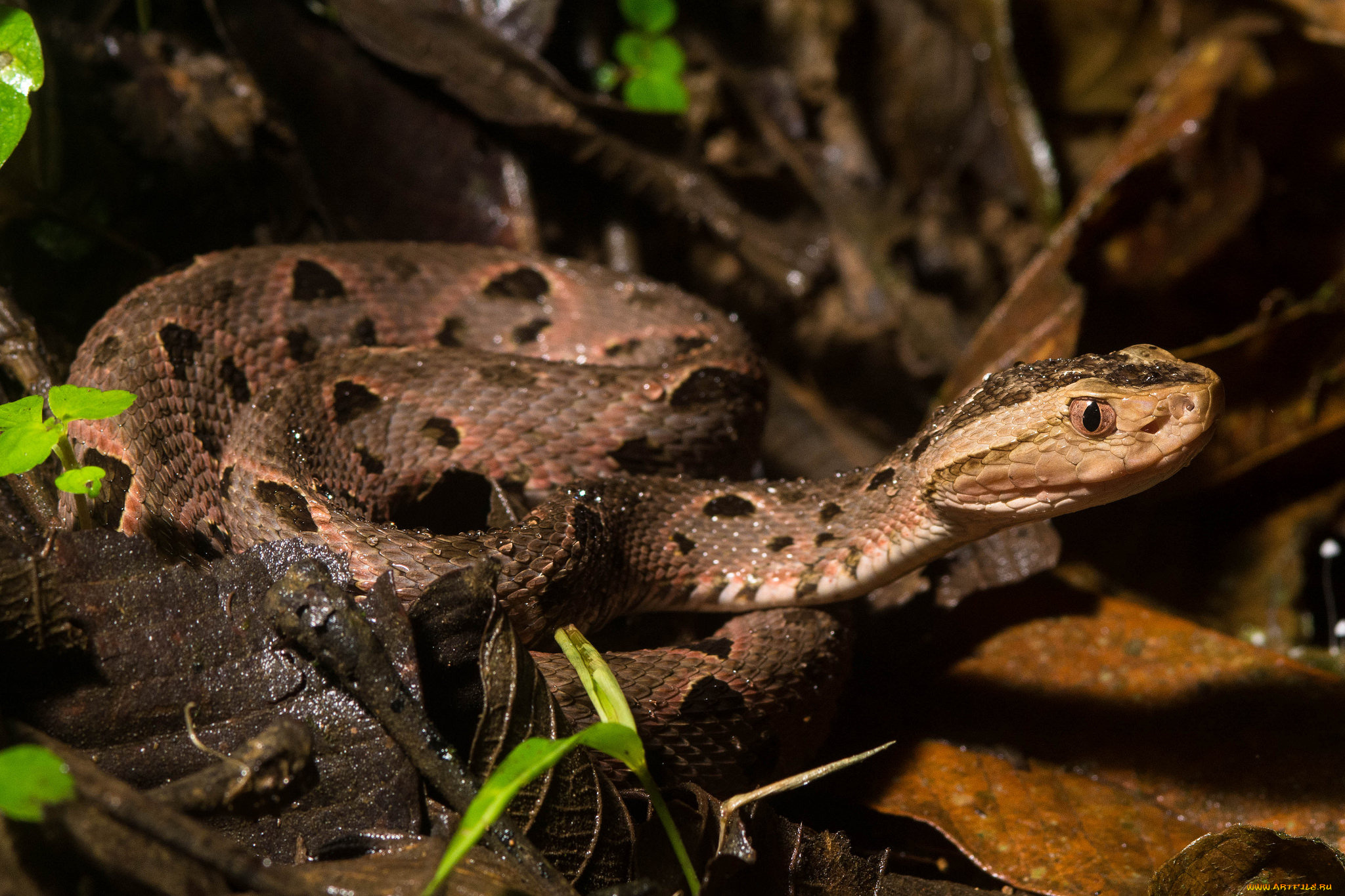животные, змеи, , питоны, , кобры, змея, осень, капли, сырость