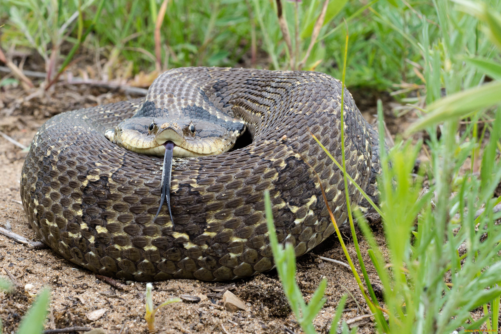 животные, змеи, , питоны, , кобры, змея, трава