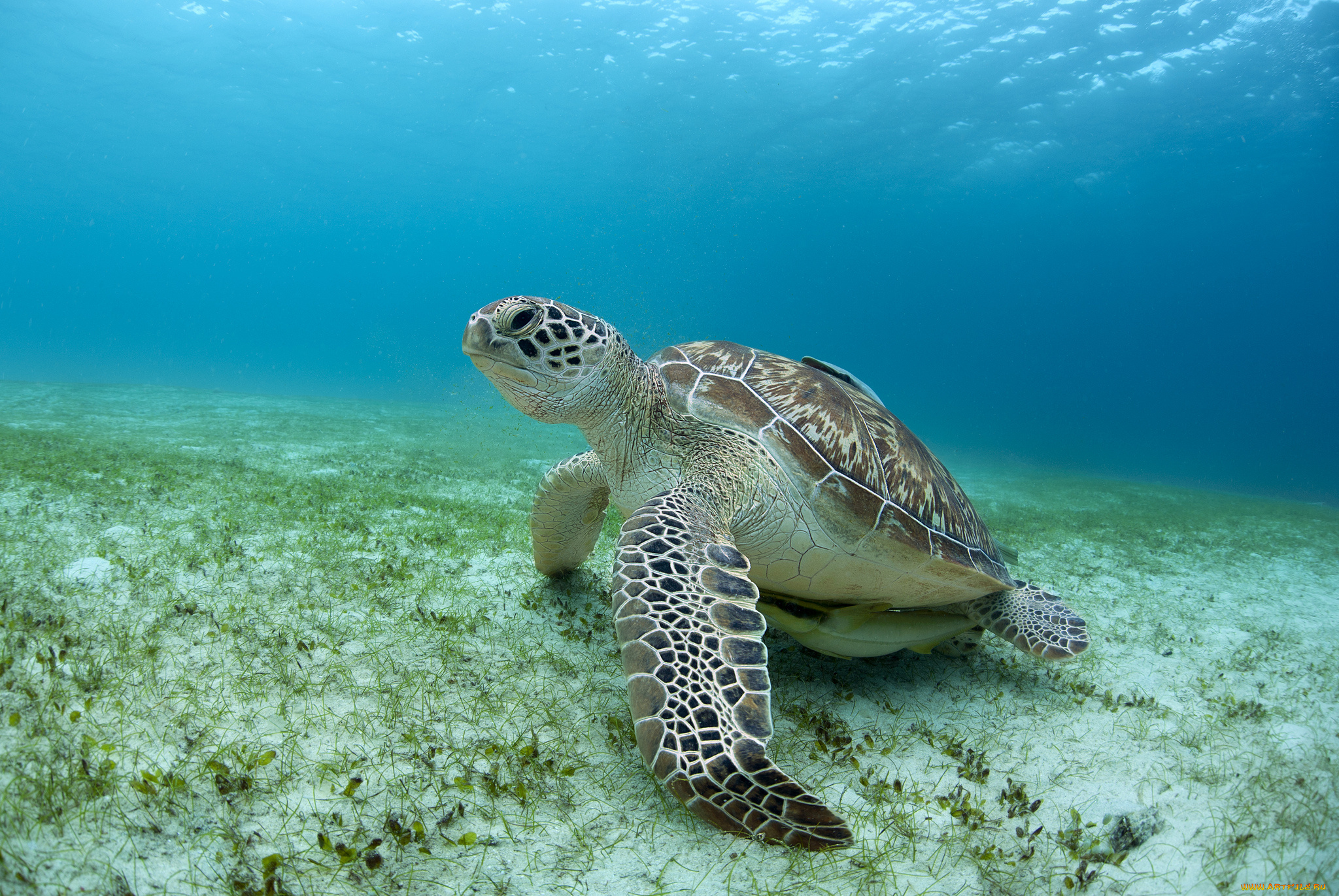животные, Черепахи, черепаха, океан