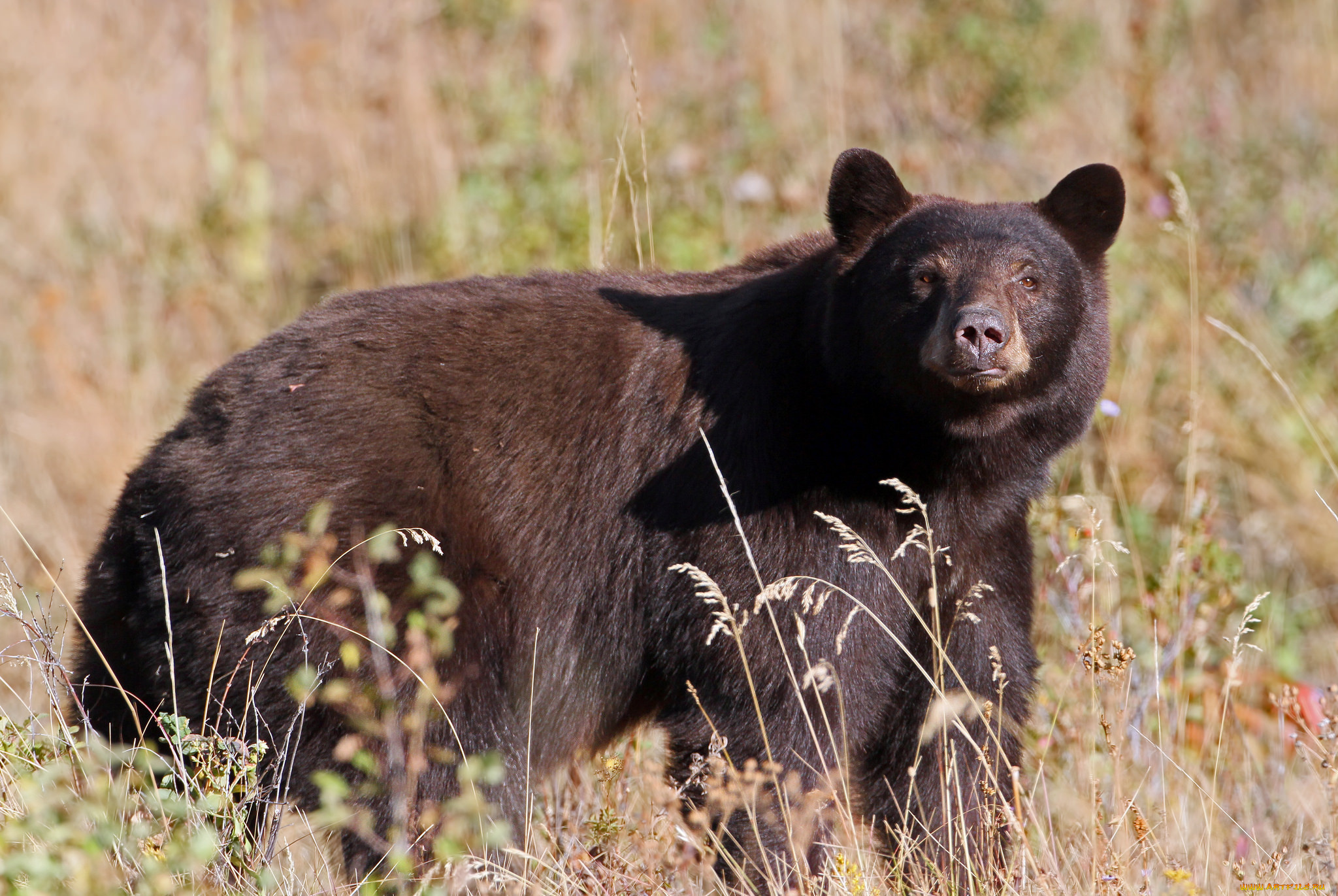 животные, медведи, косолапый