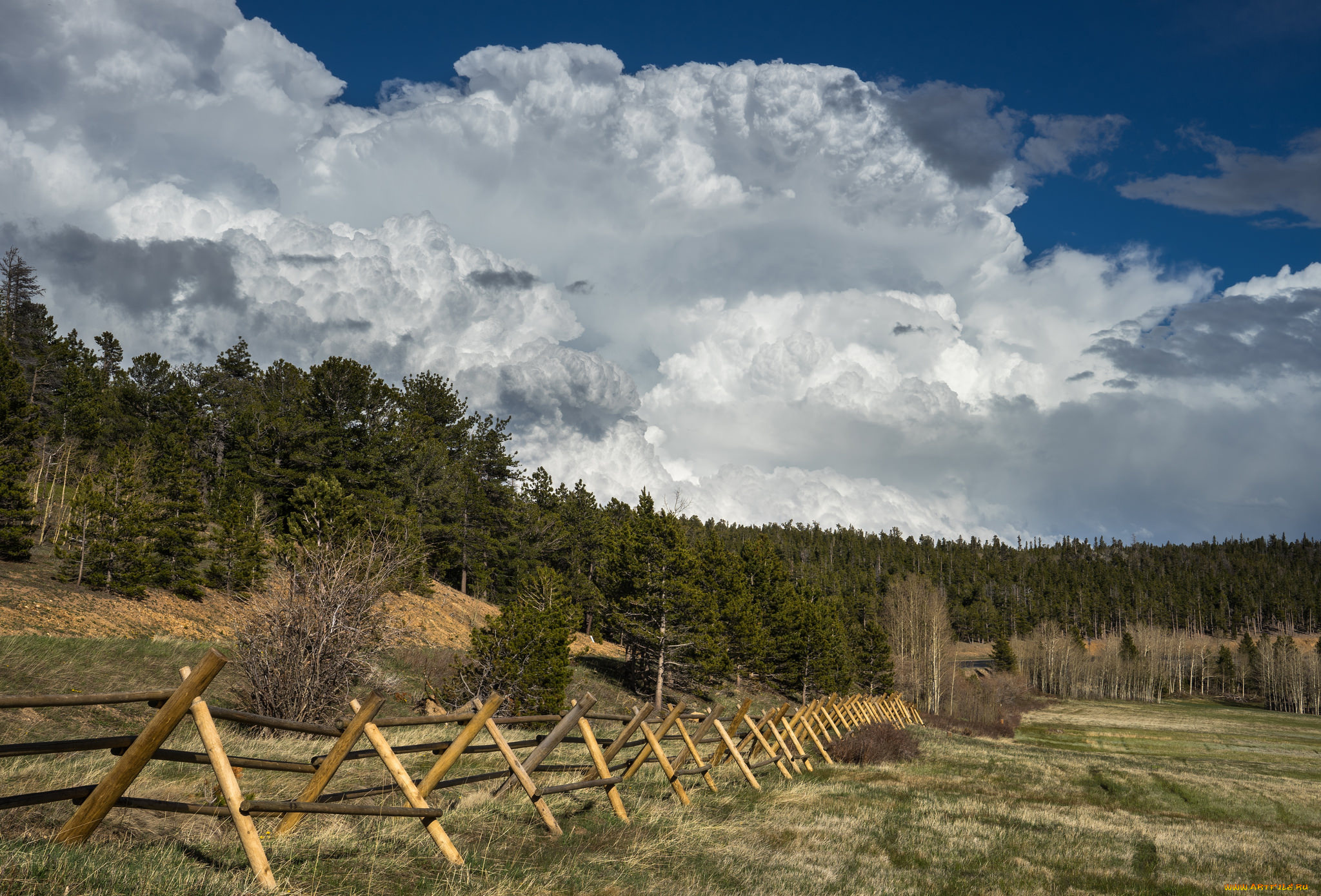 природа, поля, поле, изгородь, лес