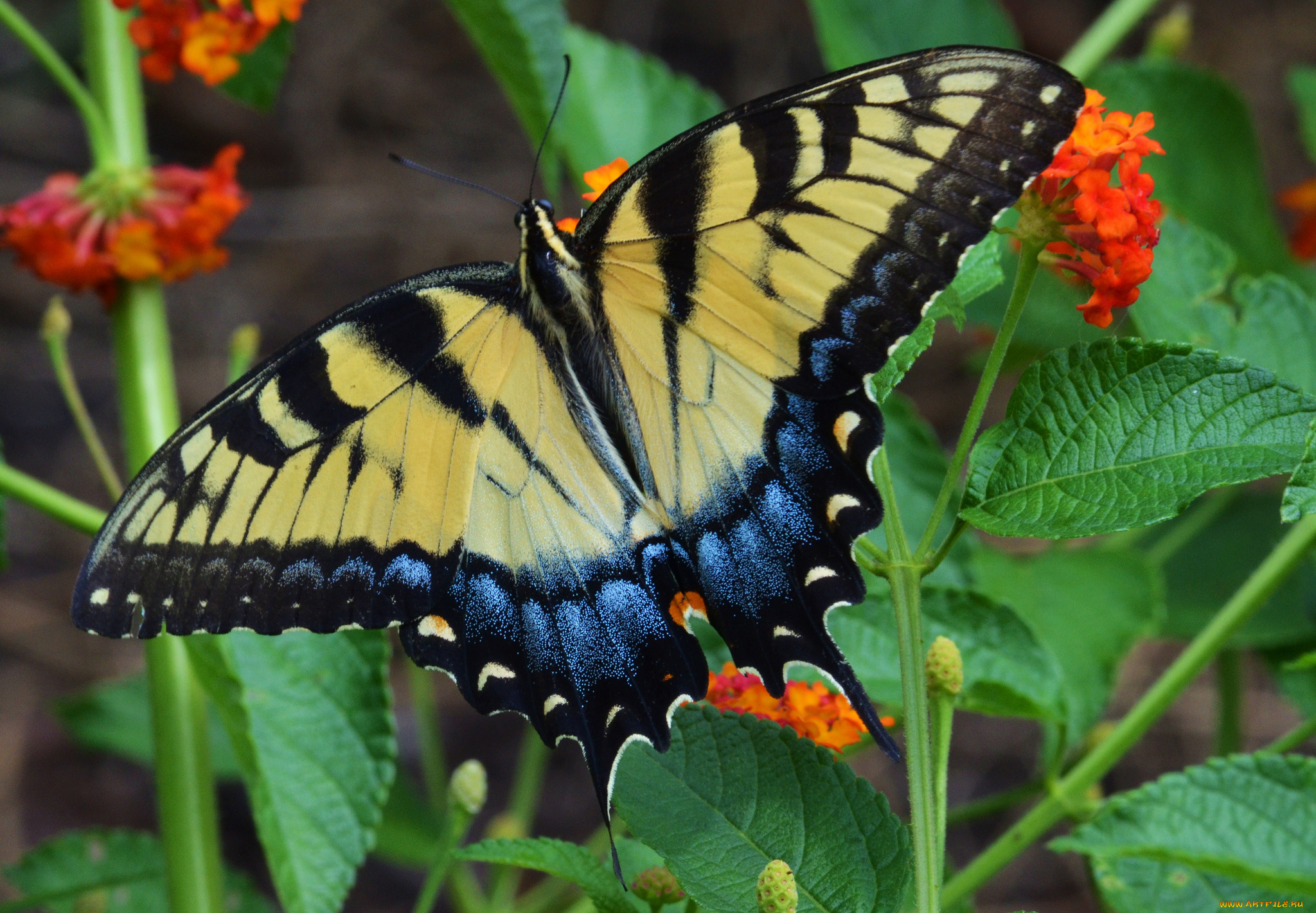 животные, бабочки, , мотыльки, , моли, бабочка