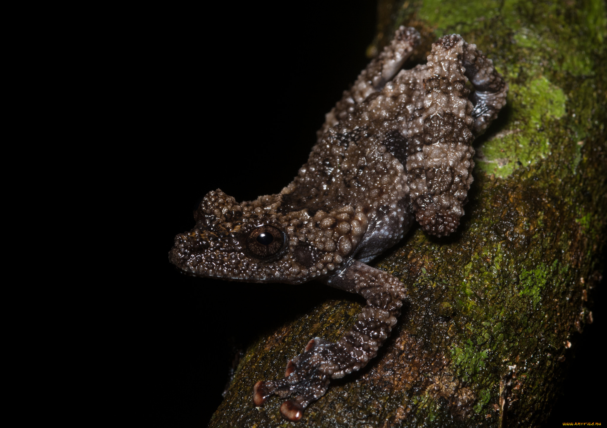 животные, лягушки, лягушка, макро