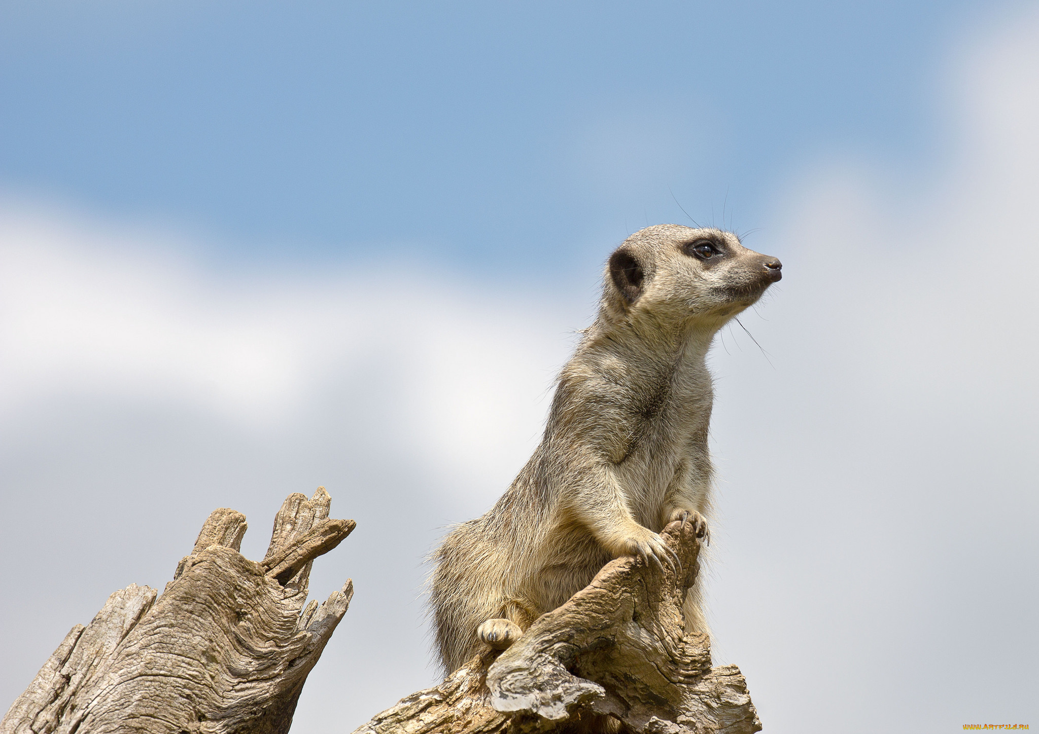 животные, сурикаты, дозорный