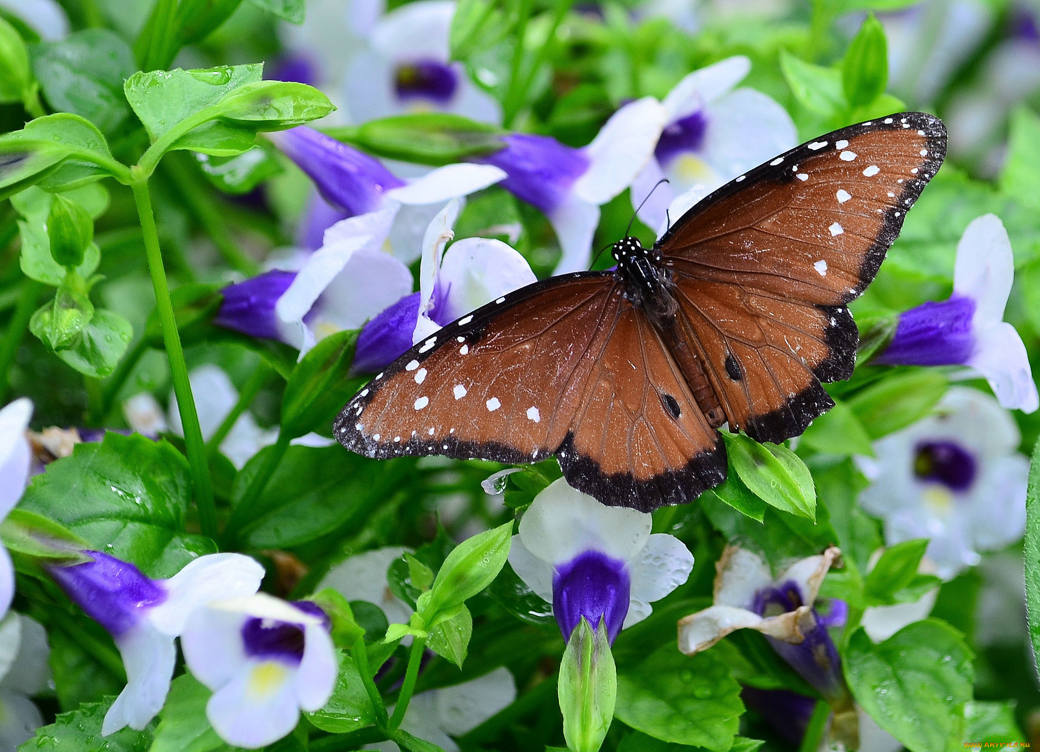 животные, бабочки, , мотыльки, , моли, бабочка