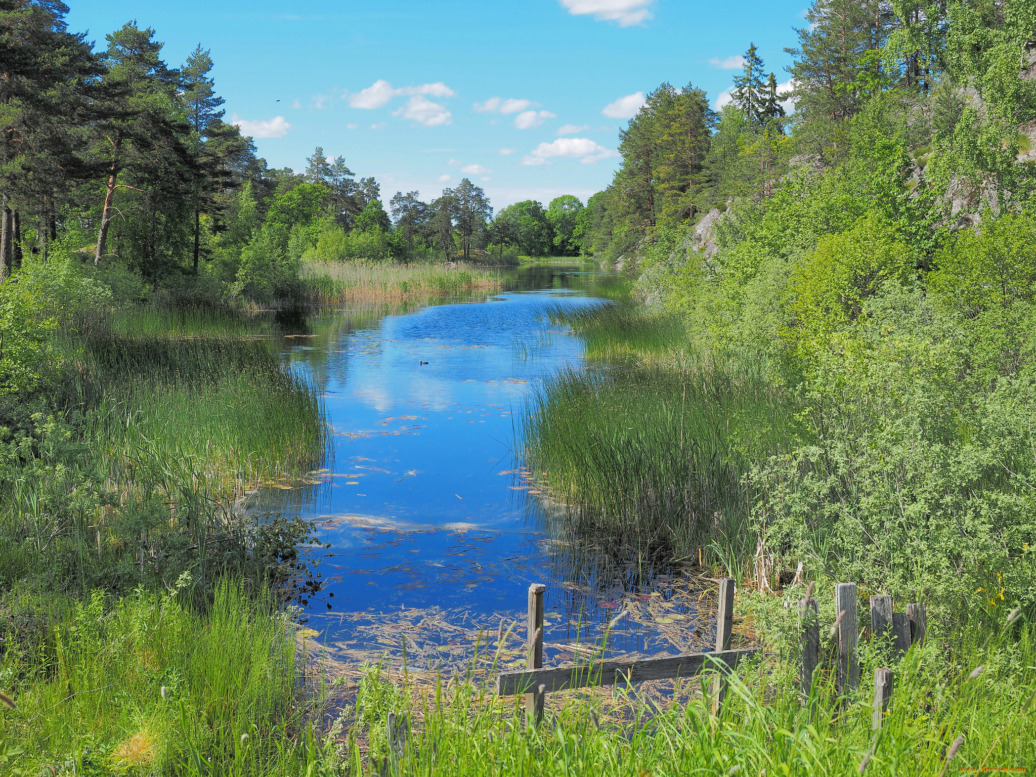 природа, реки, озера, река, лес