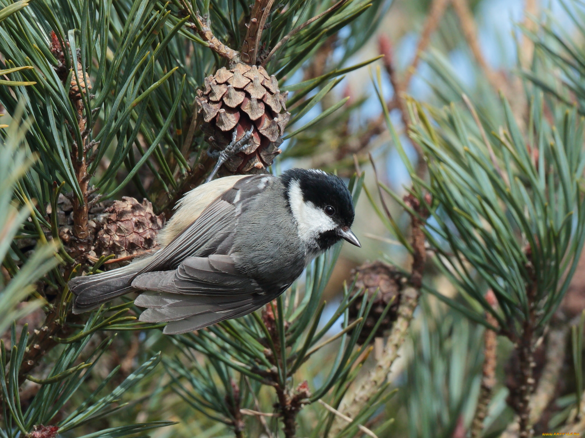 животные, синицы, , лазоревки, птичка