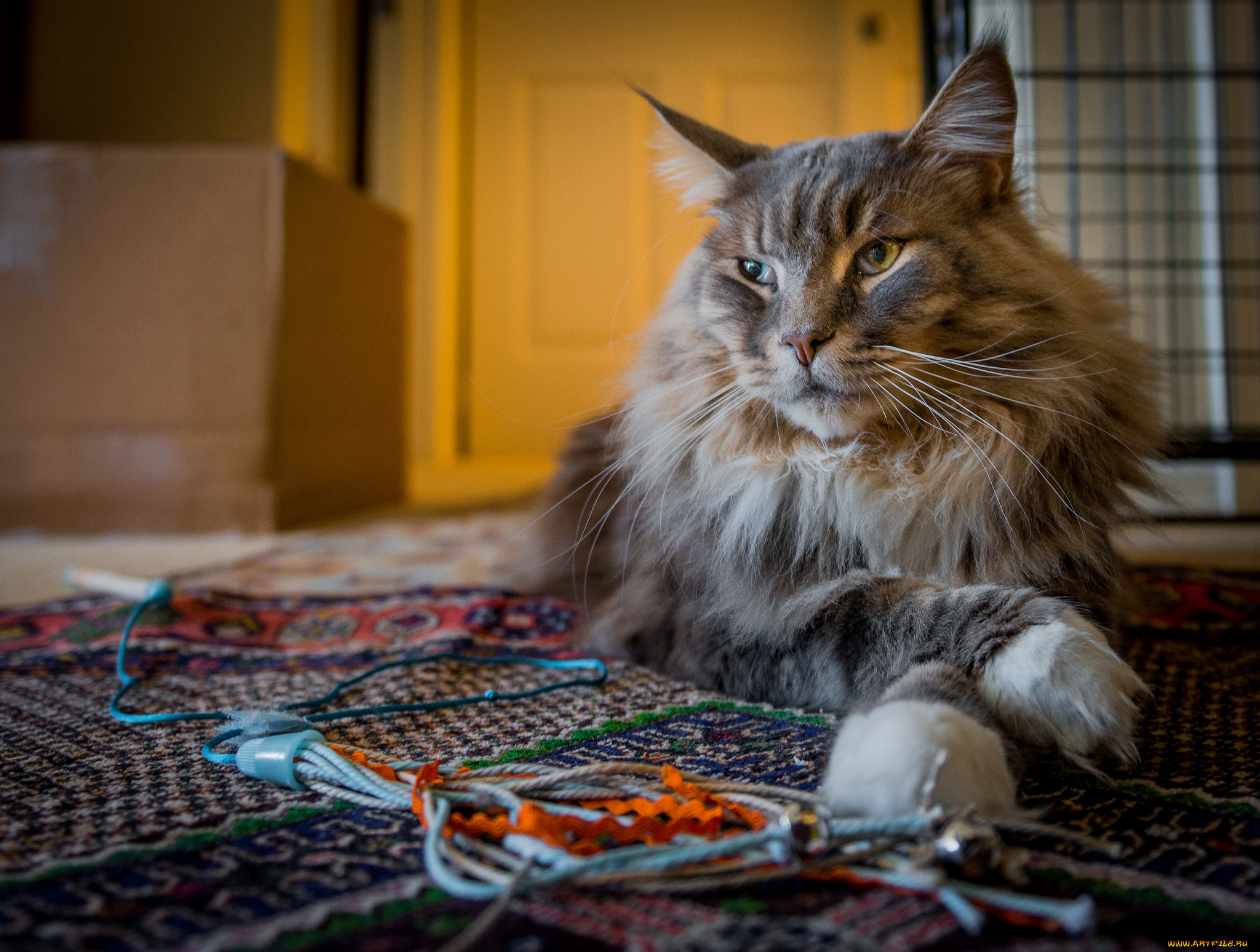 животные, коты, котяра