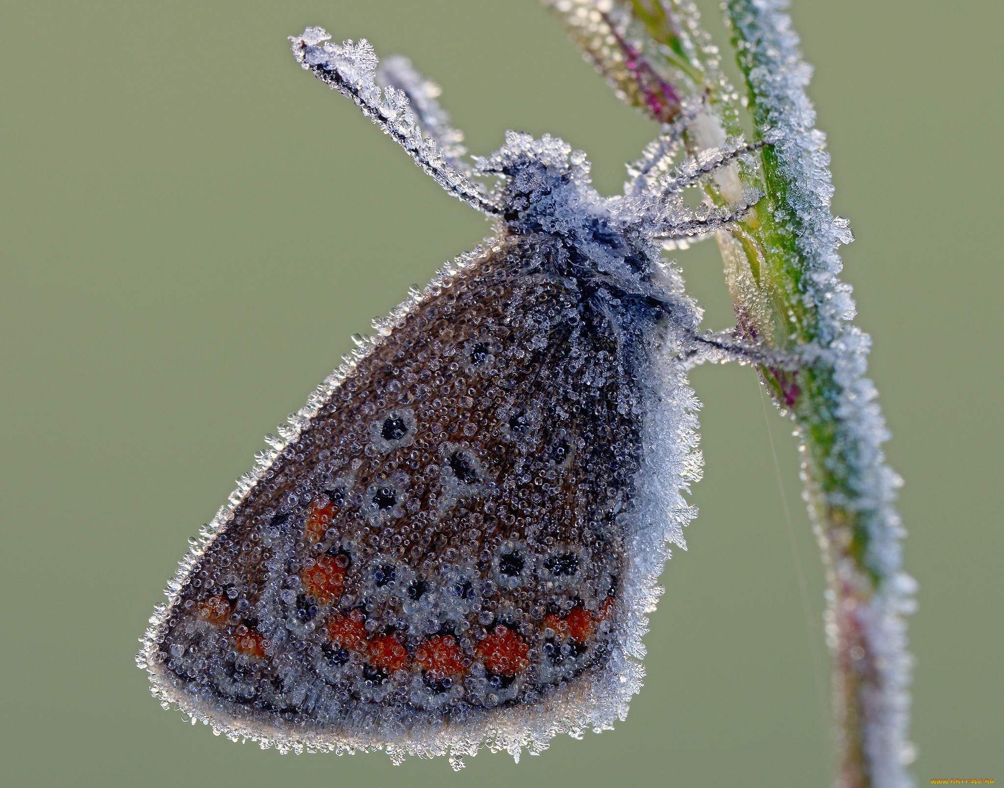 животные, бабочки, , мотыльки, , моли, утро, иней, усики, макро, бабочка, крылья