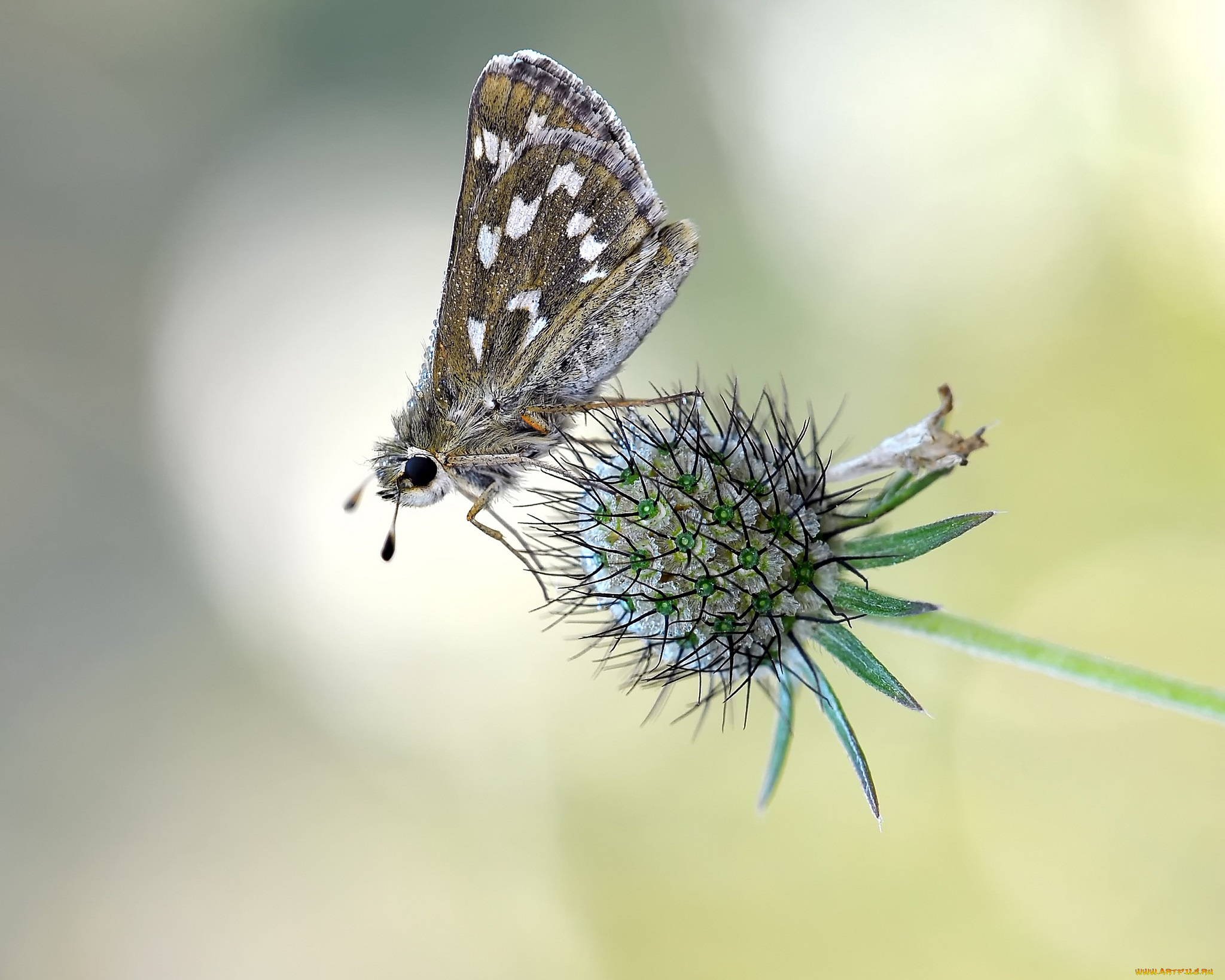 животные, бабочки, , мотыльки, , моли, фон, макро, мотылёк, цветок, травинка