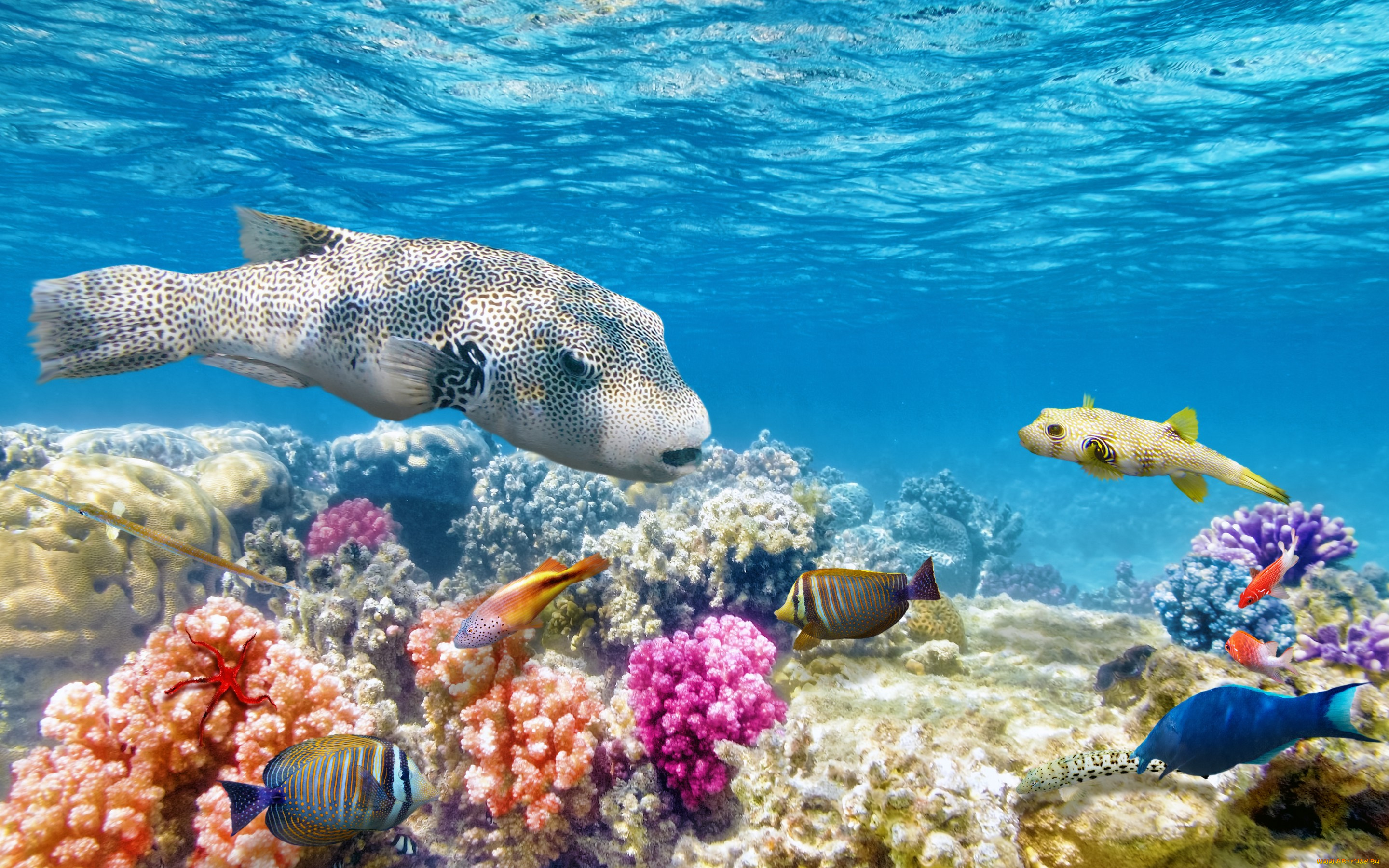 животные, рыбы, рыбки, подводный, мир, ocean, fishes, world, coral, reef, tropical, underwater, коралловый, риф, океан
